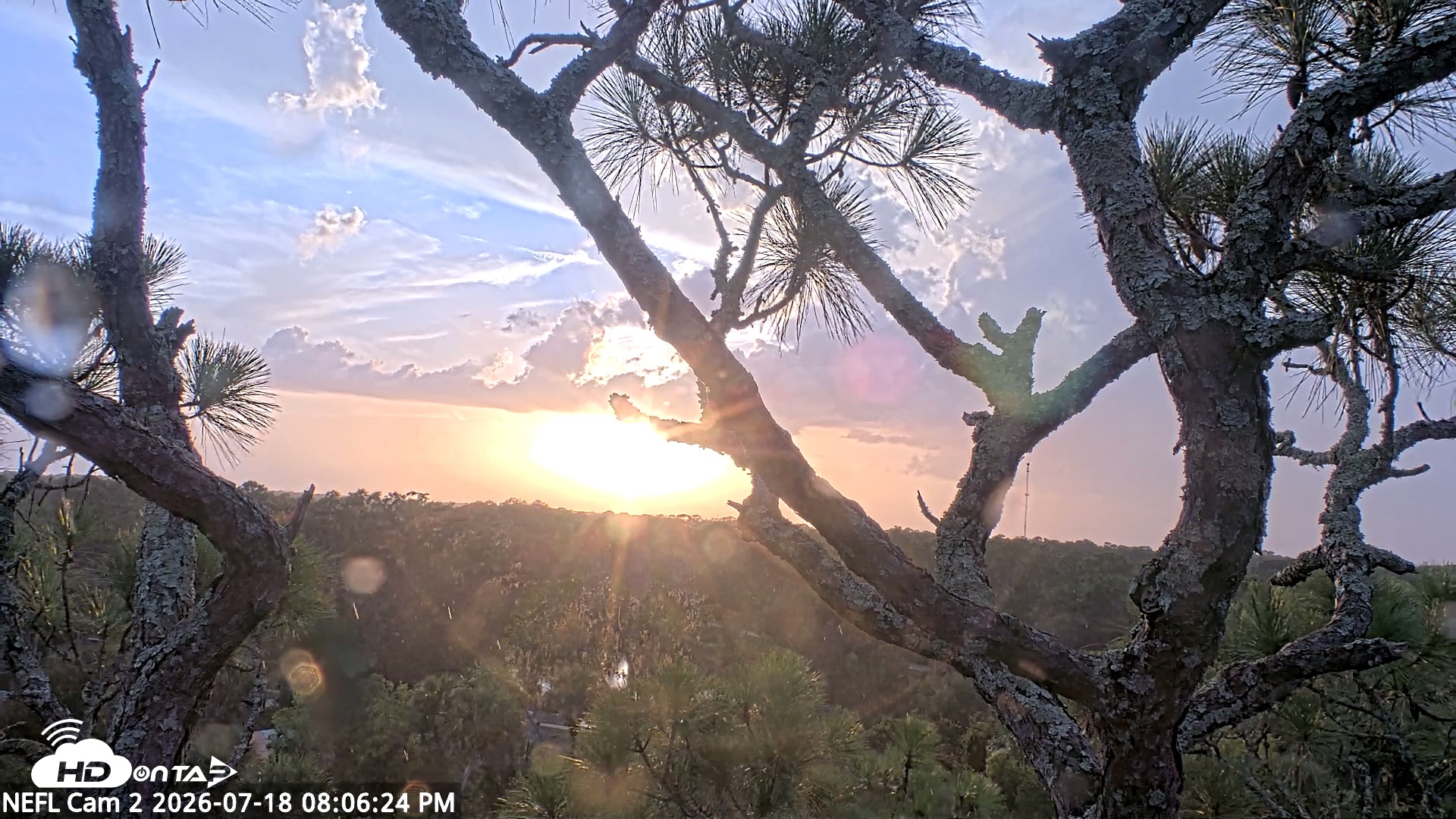 Snapshot of NE Florida Eagles Live Webcam taken Jul 18, 2026, 8:07pm EDT
