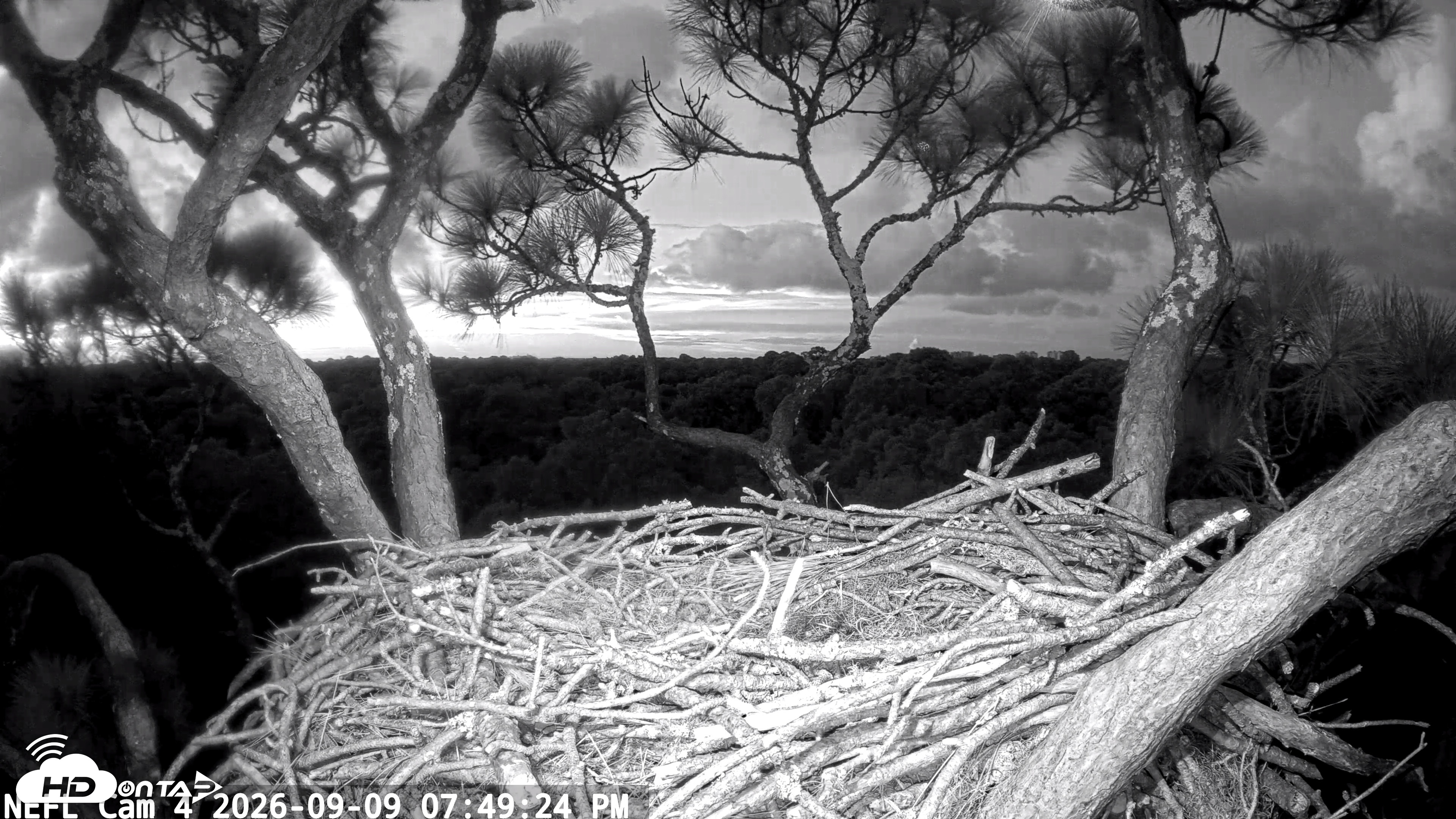 Snapshot of NE Florida Eagles Live Webcam taken Sep 9, 2026, 7:50pm EDT