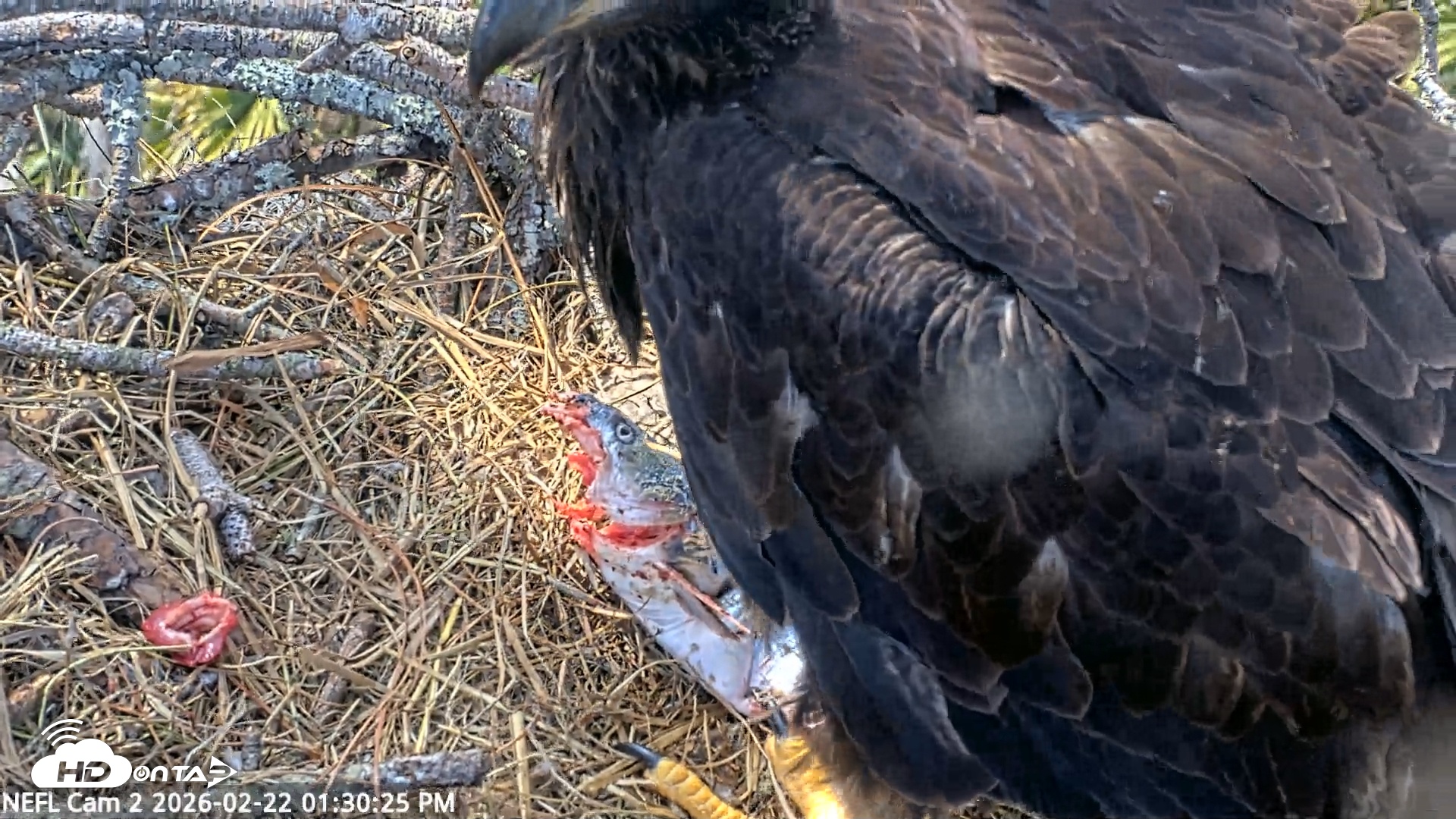 Snapshot of NE Florida Eagles Live Webcam taken Feb 22, 2026, 1:31pm EST