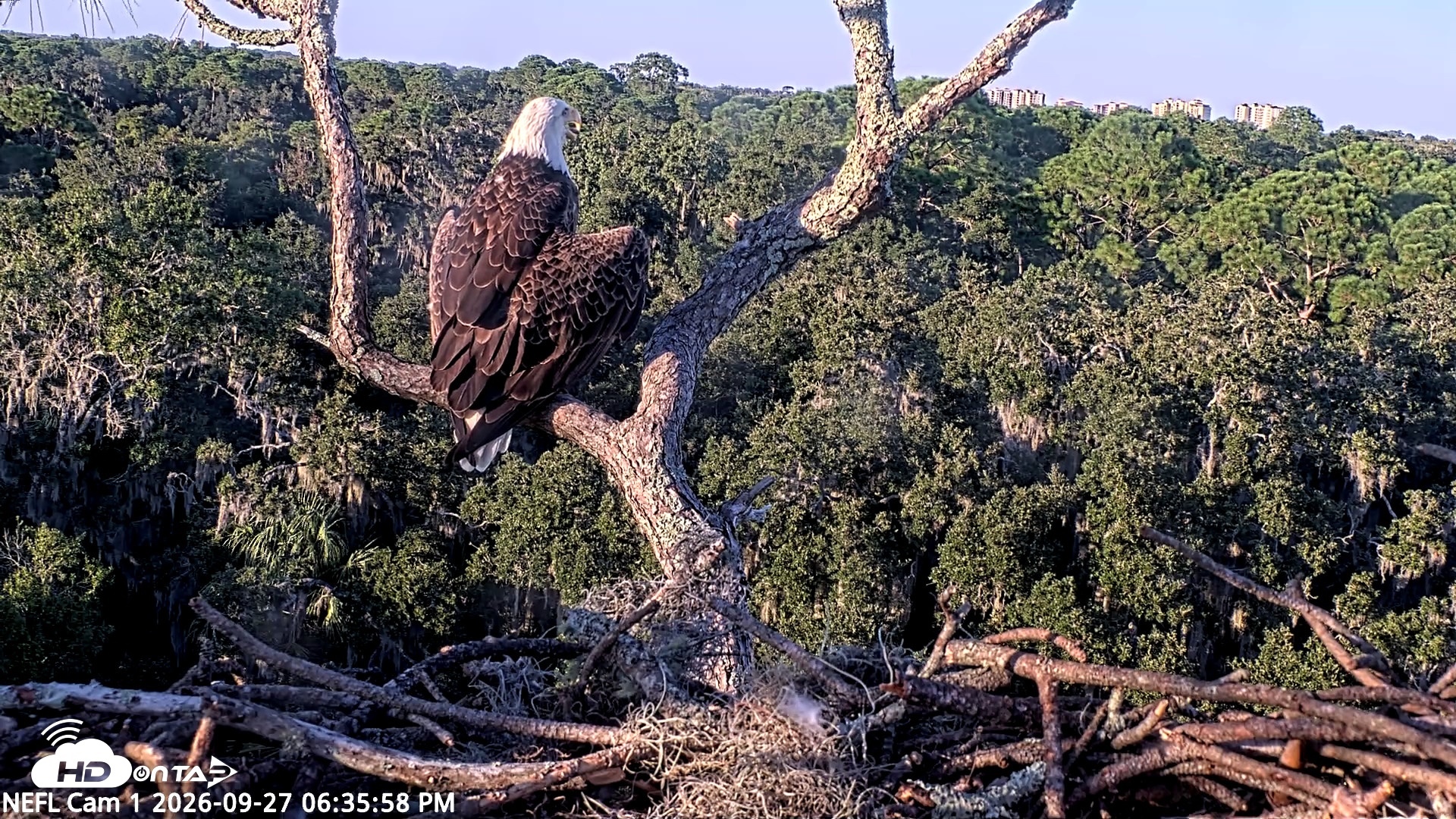 Snapshot of NE Florida Eagles Live Webcam taken Sep 27, 2026, 6:37pm EDT