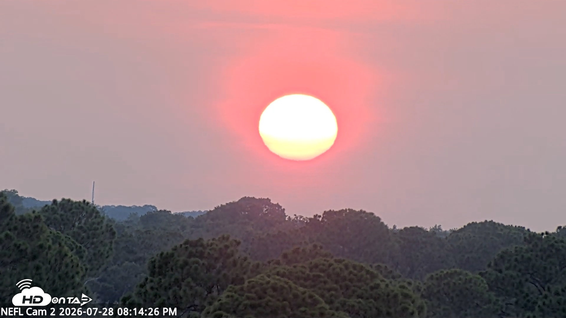 Snapshot of NE Florida Eagles Live Webcam taken Jul 28, 2026, 8:15pm EDT