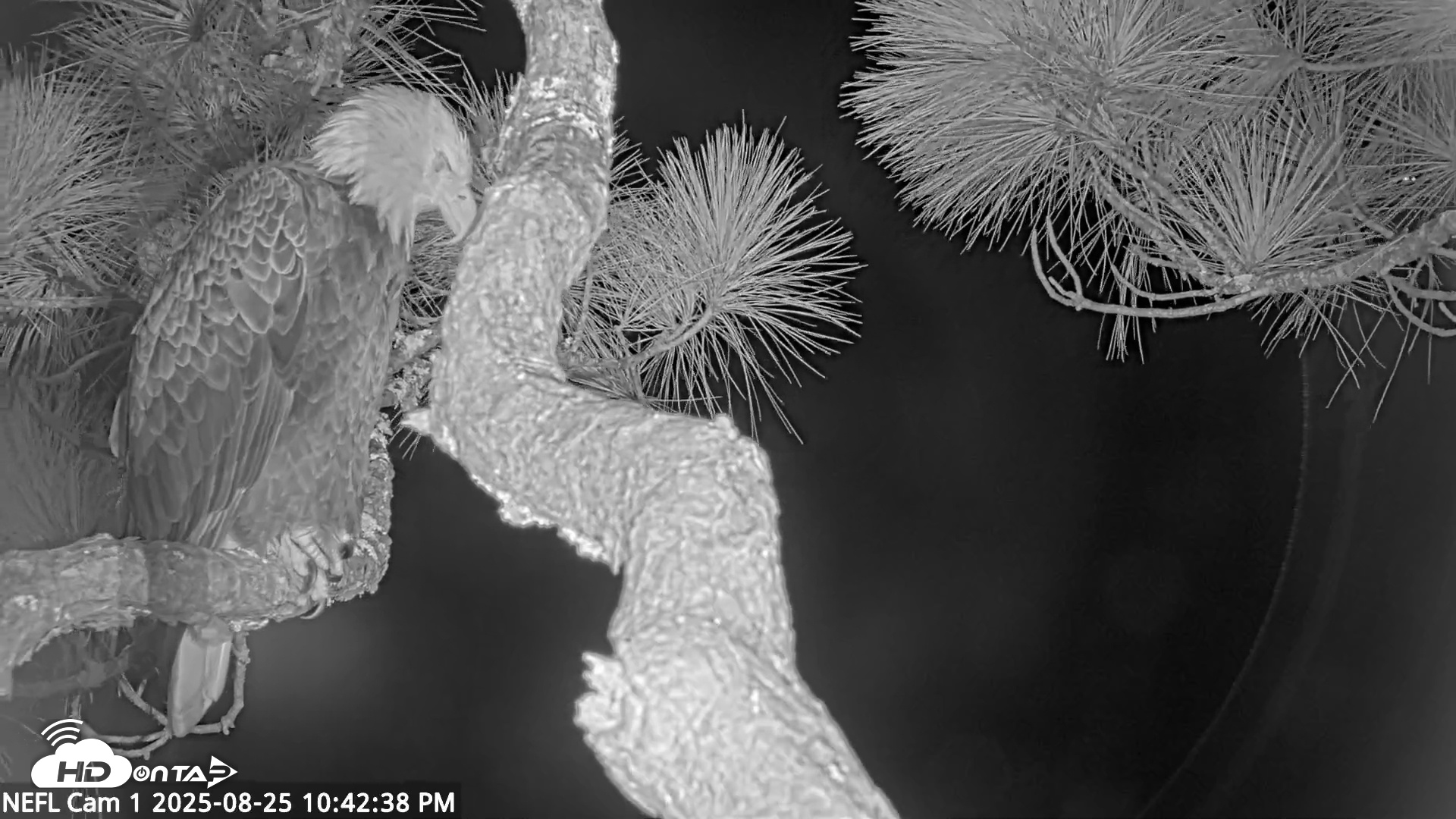 Snapshot of NE Florida Eagles Live Webcam taken Aug 25, 2025, 10:43pm EDT