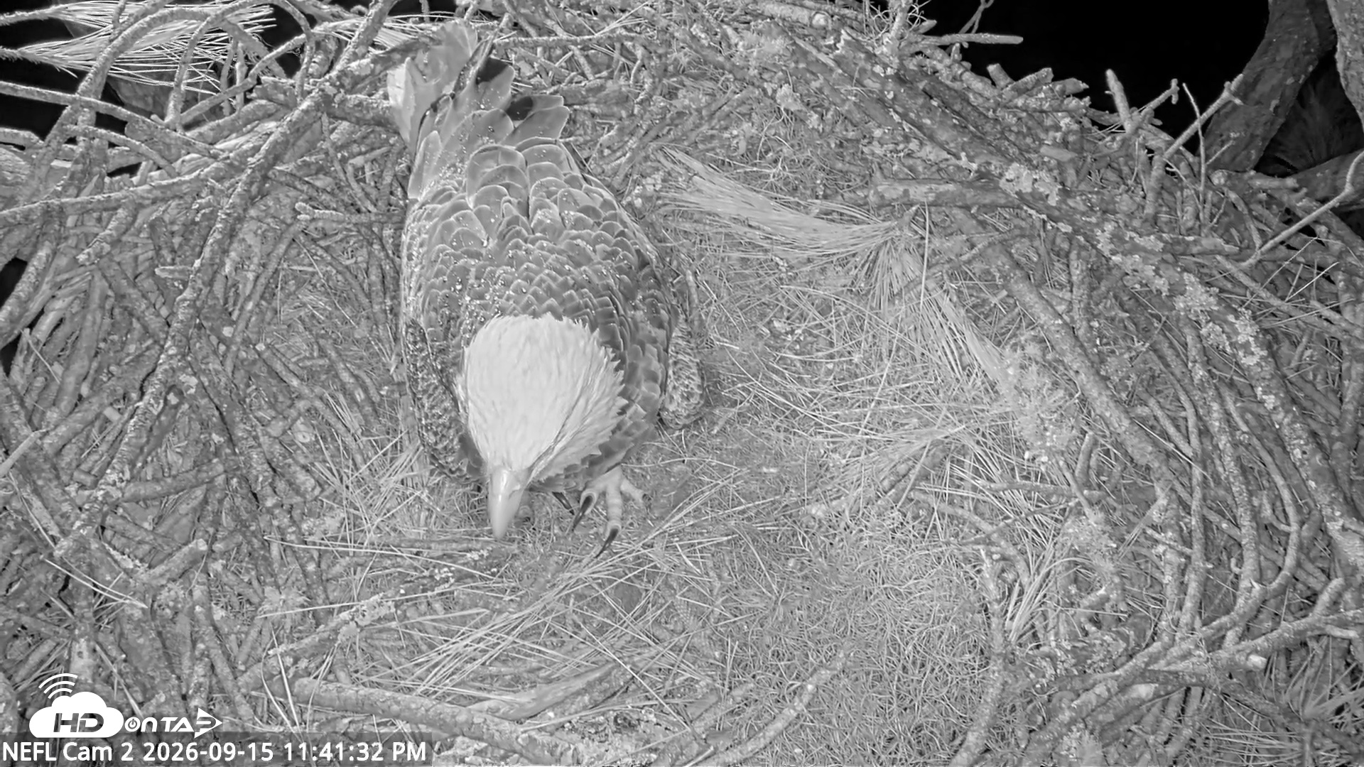 Snapshot of NE Florida Eagles Live Webcam taken Sep 15, 2026, 11:42pm EDT