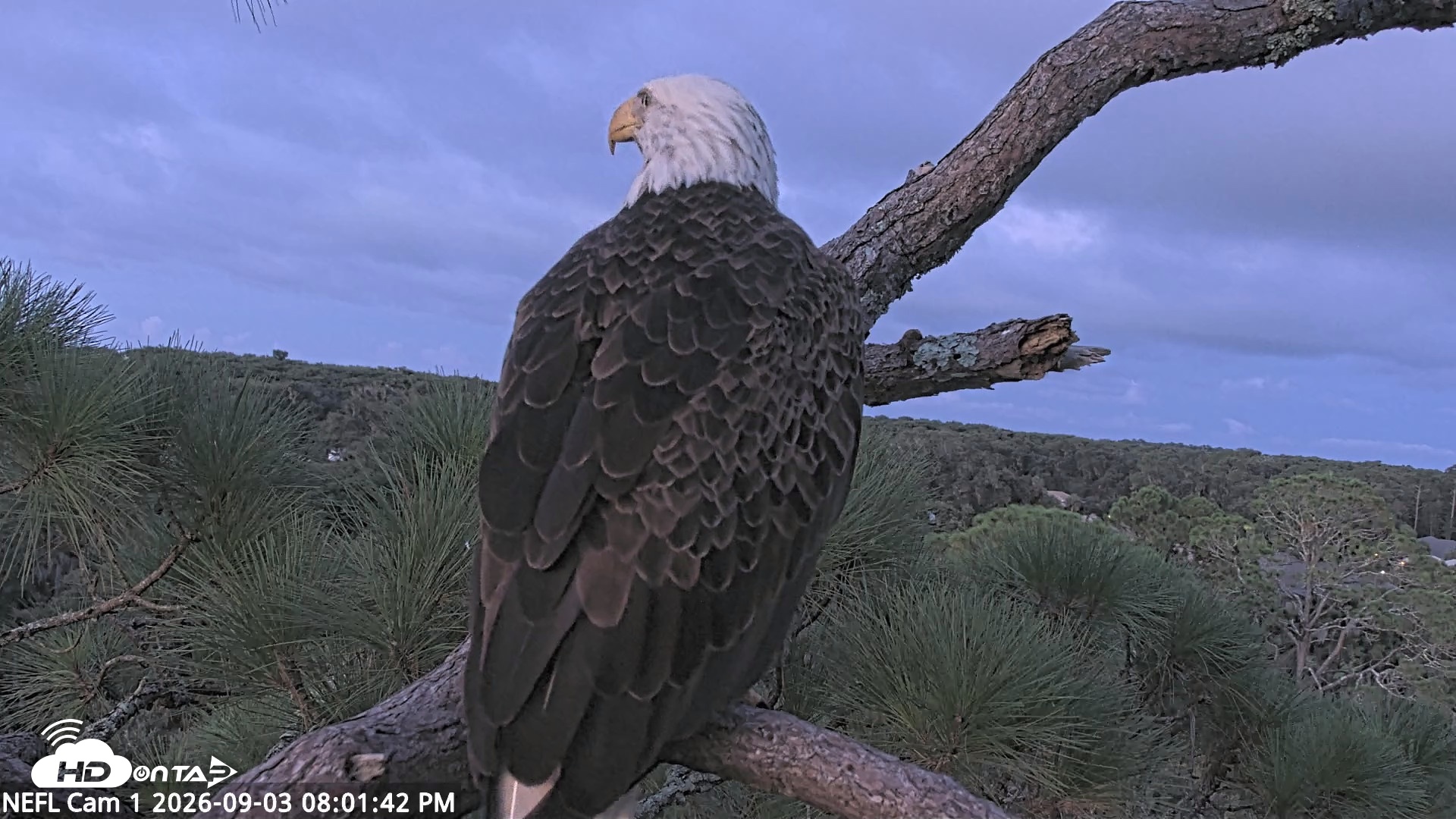 Snapshot of NE Florida Eagles Live Webcam taken Sep 3, 2026, 8:02pm EDT