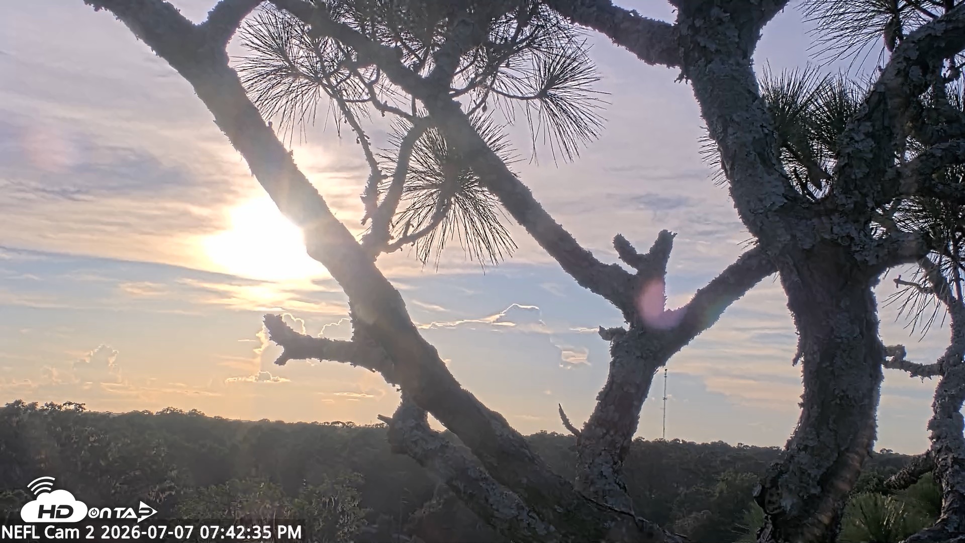 Snapshot of NE Florida Eagles Live Webcam taken Jul 7, 2026, 7:43pm EDT