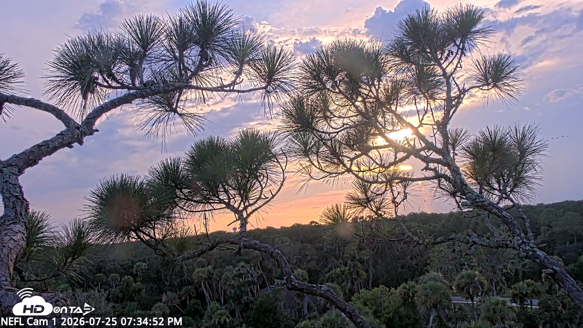 Snapshot of NE Florida Eagles Live Webcam taken Jul 25, 2026, 7:35pm EDT
