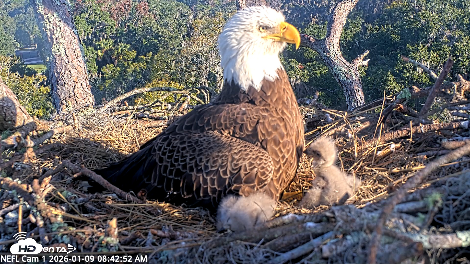 Snapshot of NE Florida Eagles Live Webcam taken Jan 9, 2026, 8:43am EST
