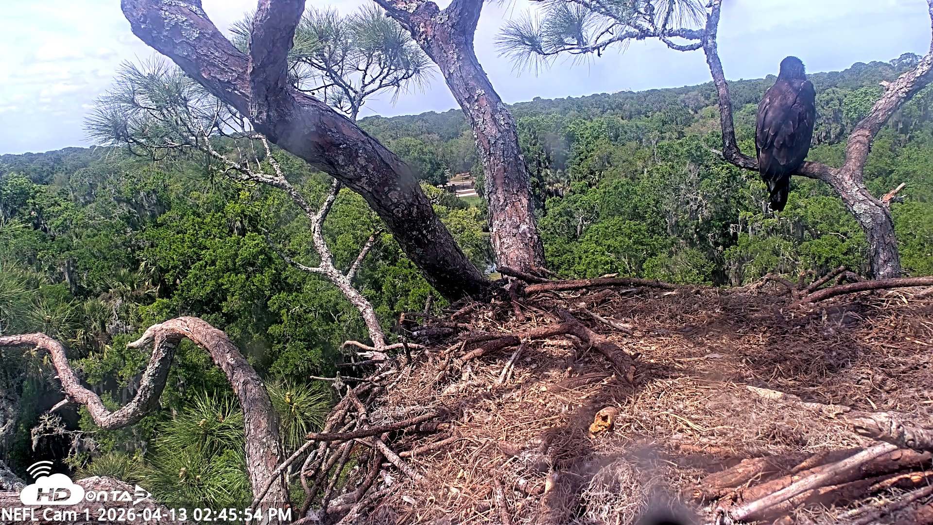 Snapshot of NE Florida Eagles Live Webcam taken Apr 13, 2026, 2:46pm EDT