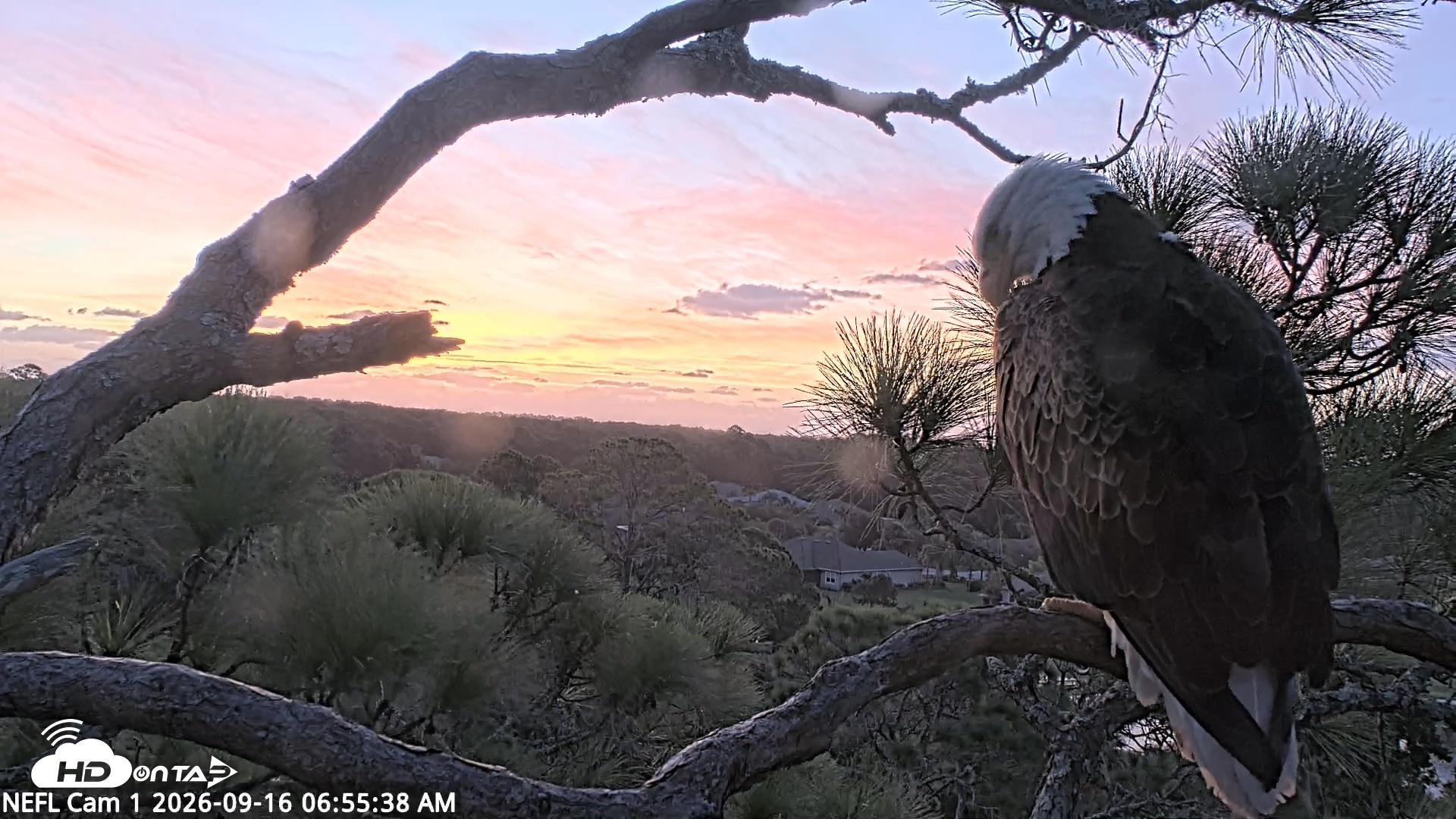 Snapshot of NE Florida Eagles Live Webcam taken Sep 16, 2026, 6:56am EDT