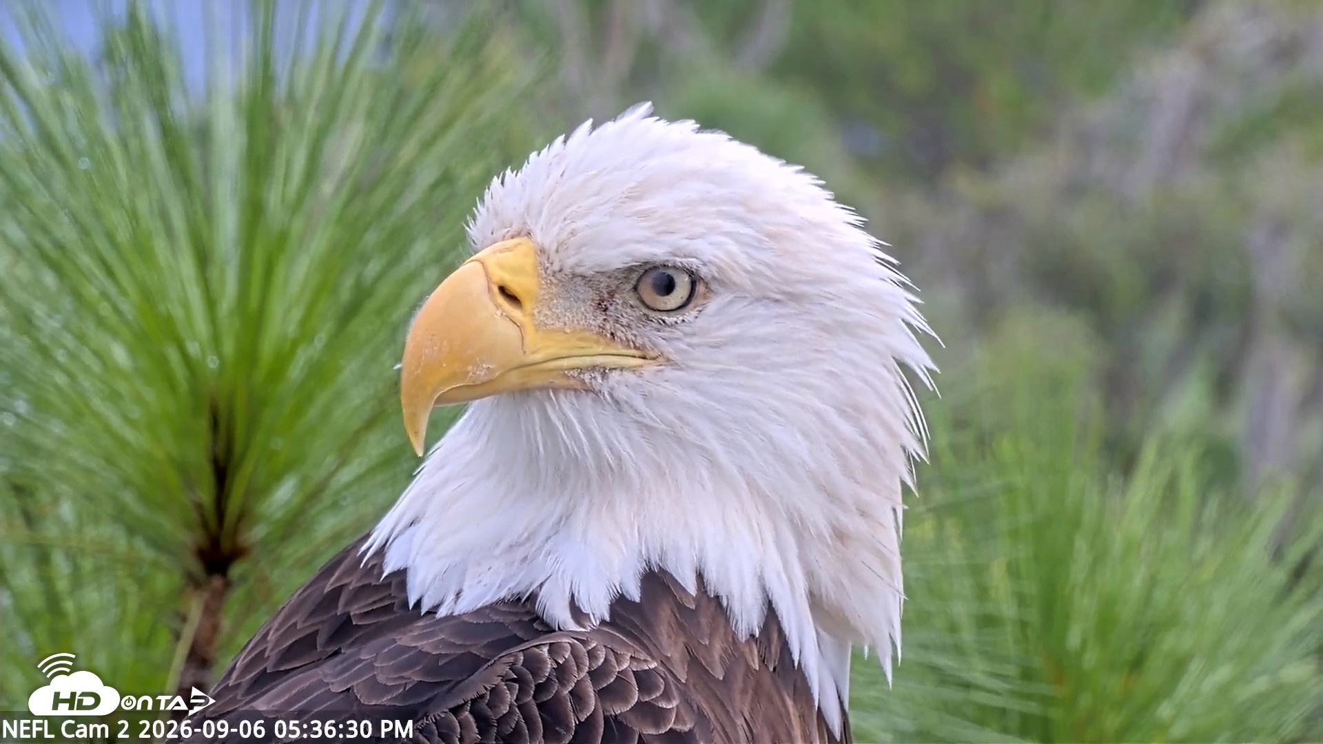 Snapshot of NE Florida Eagles Live Webcam taken Sep 6, 2026, 5:37pm EDT