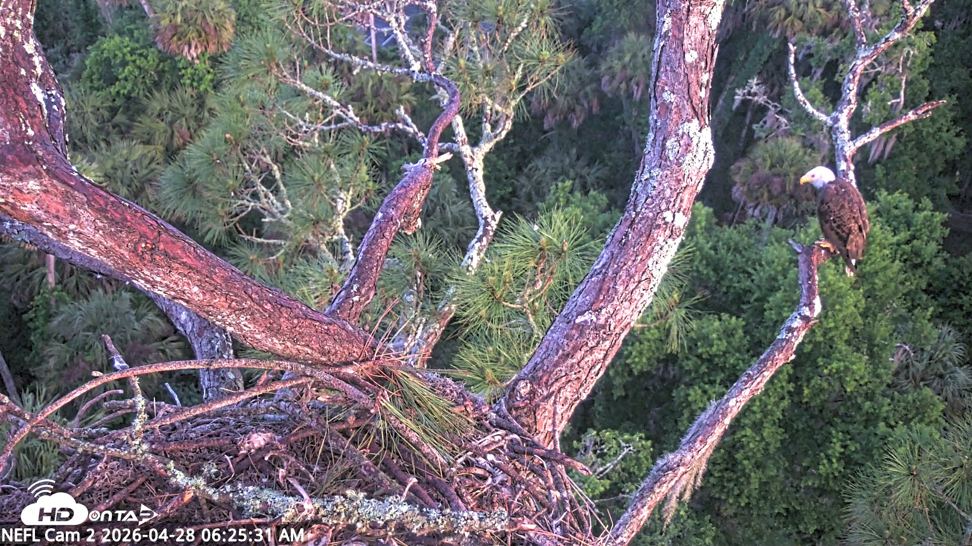 Snapshot of NE Florida Eagles Live Webcam taken Apr 28, 2026, 6:26am EDT