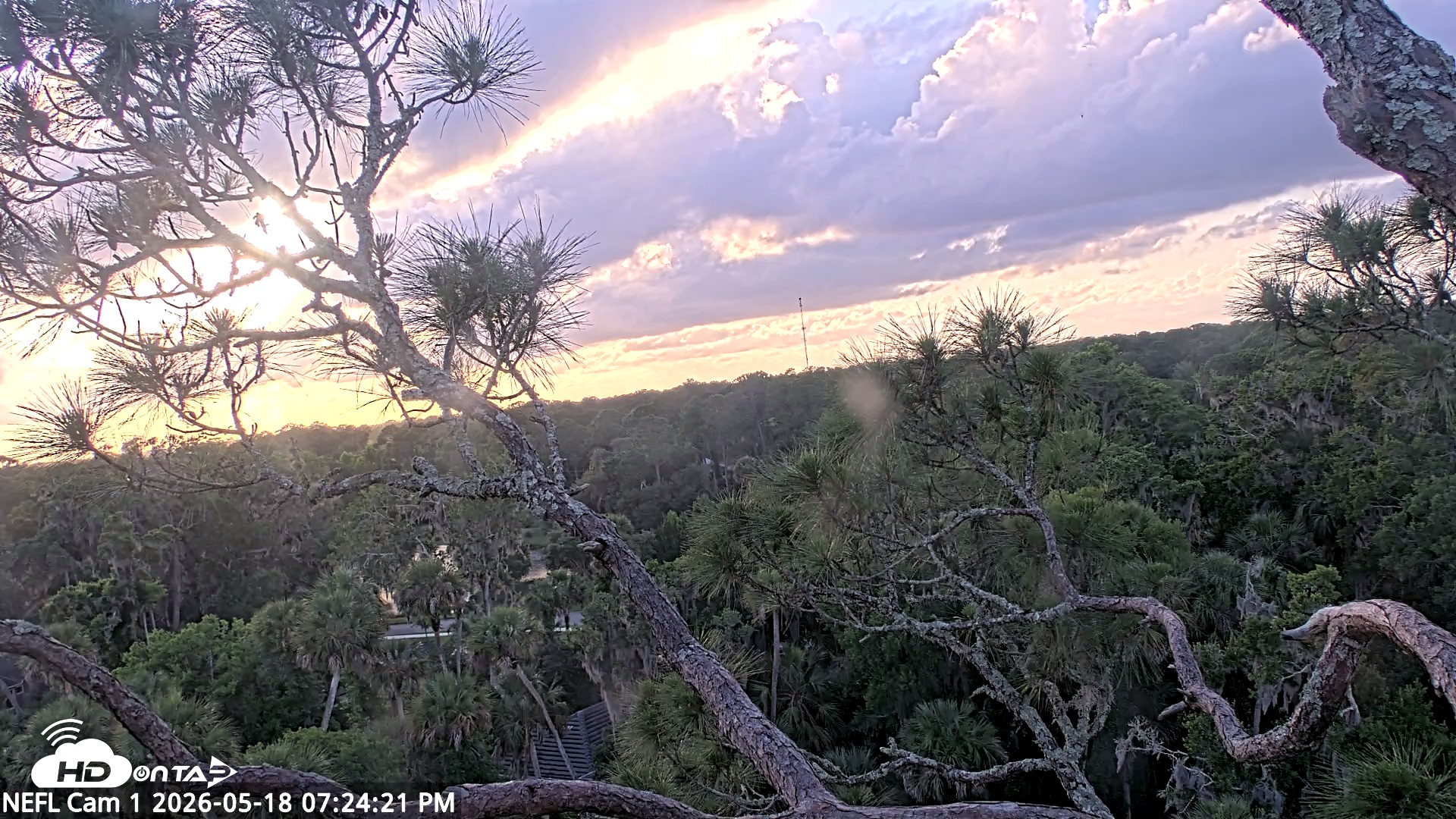 Snapshot of NE Florida Eagles Live Webcam taken May 18, 2026, 7:25pm EDT