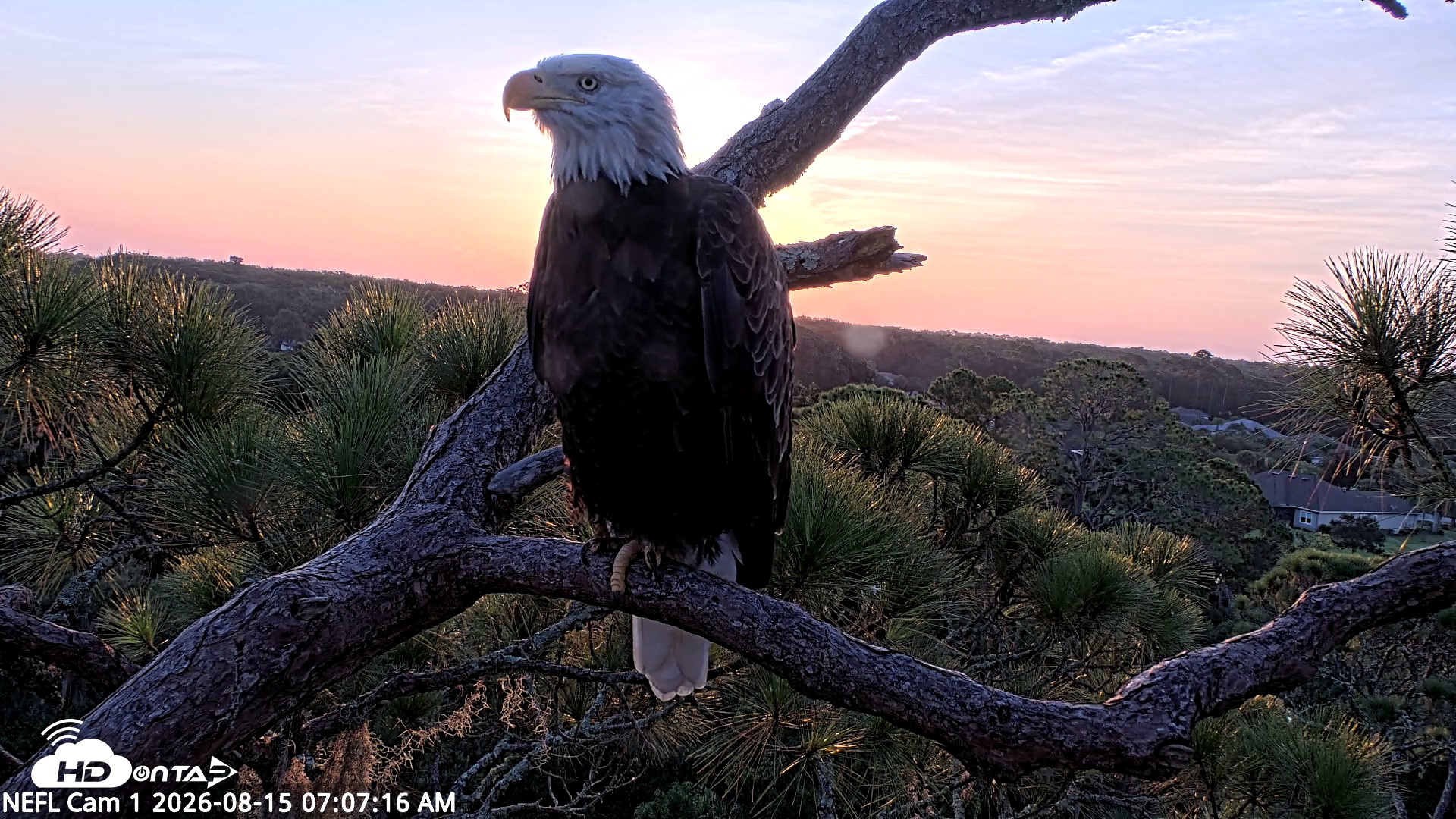 Snapshot of NE Florida Eagles Live Webcam taken Aug 15, 2026, 7:08am EDT