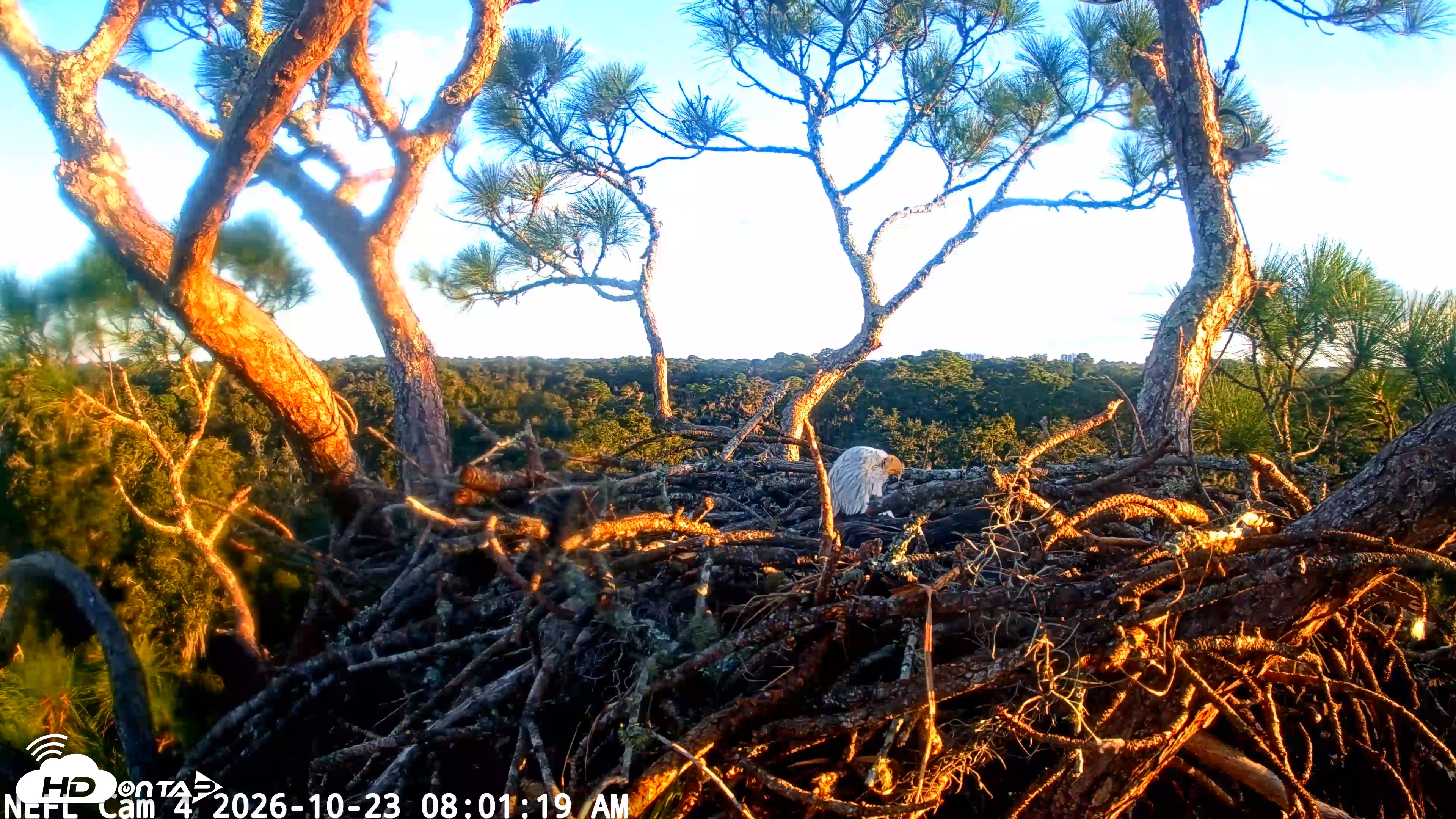 Snapshot of NE Florida Eagles Live Webcam taken Oct 23, 2026, 8:02am EDT