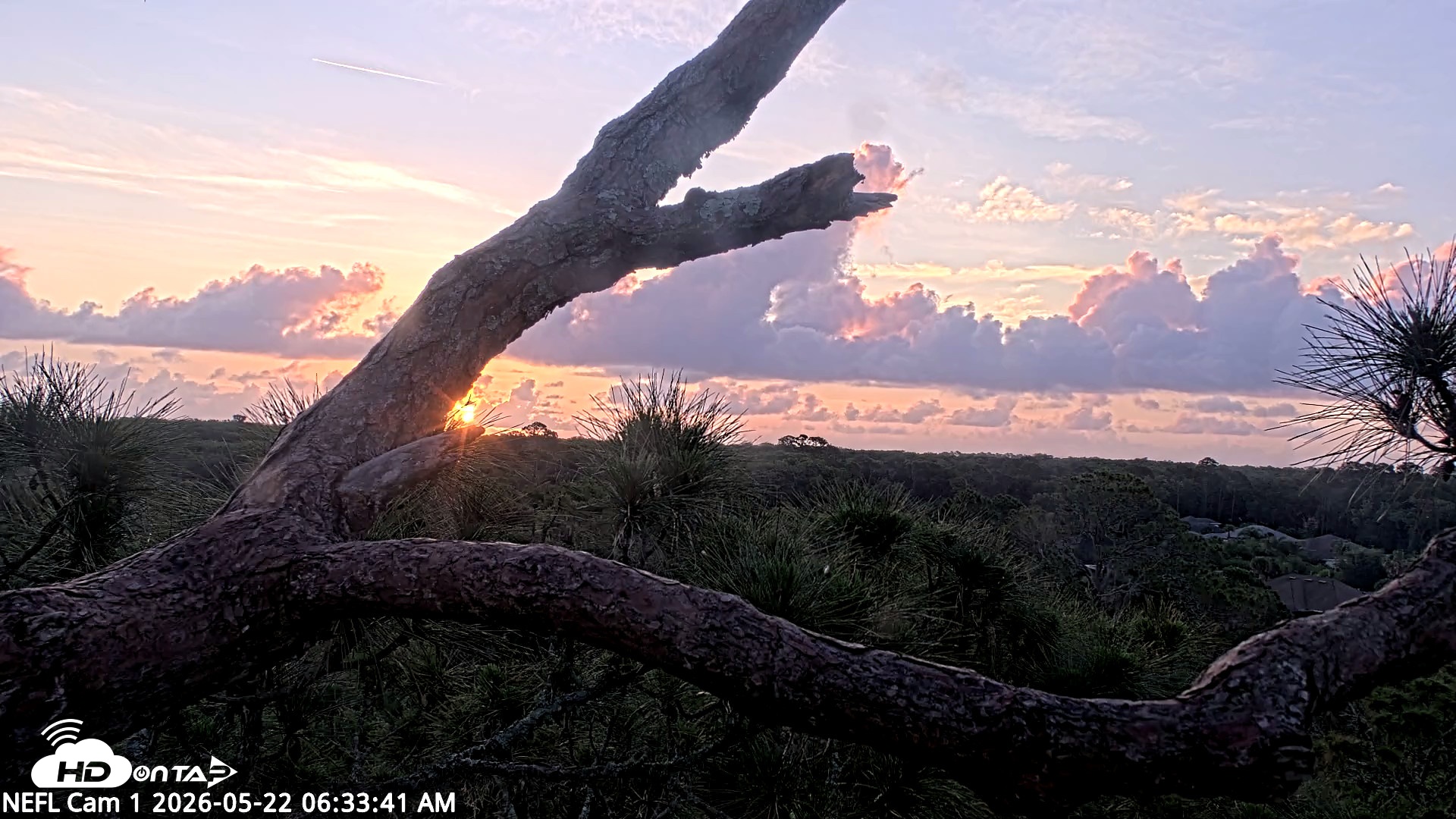 Snapshot of NE Florida Eagles Live Webcam taken May 22, 2026, 6:34am EDT