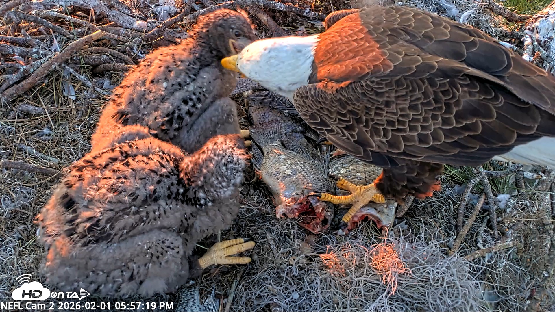 Snapshot of NE Florida Eagles Live Webcam taken Feb 1, 2026, 5:58pm EST