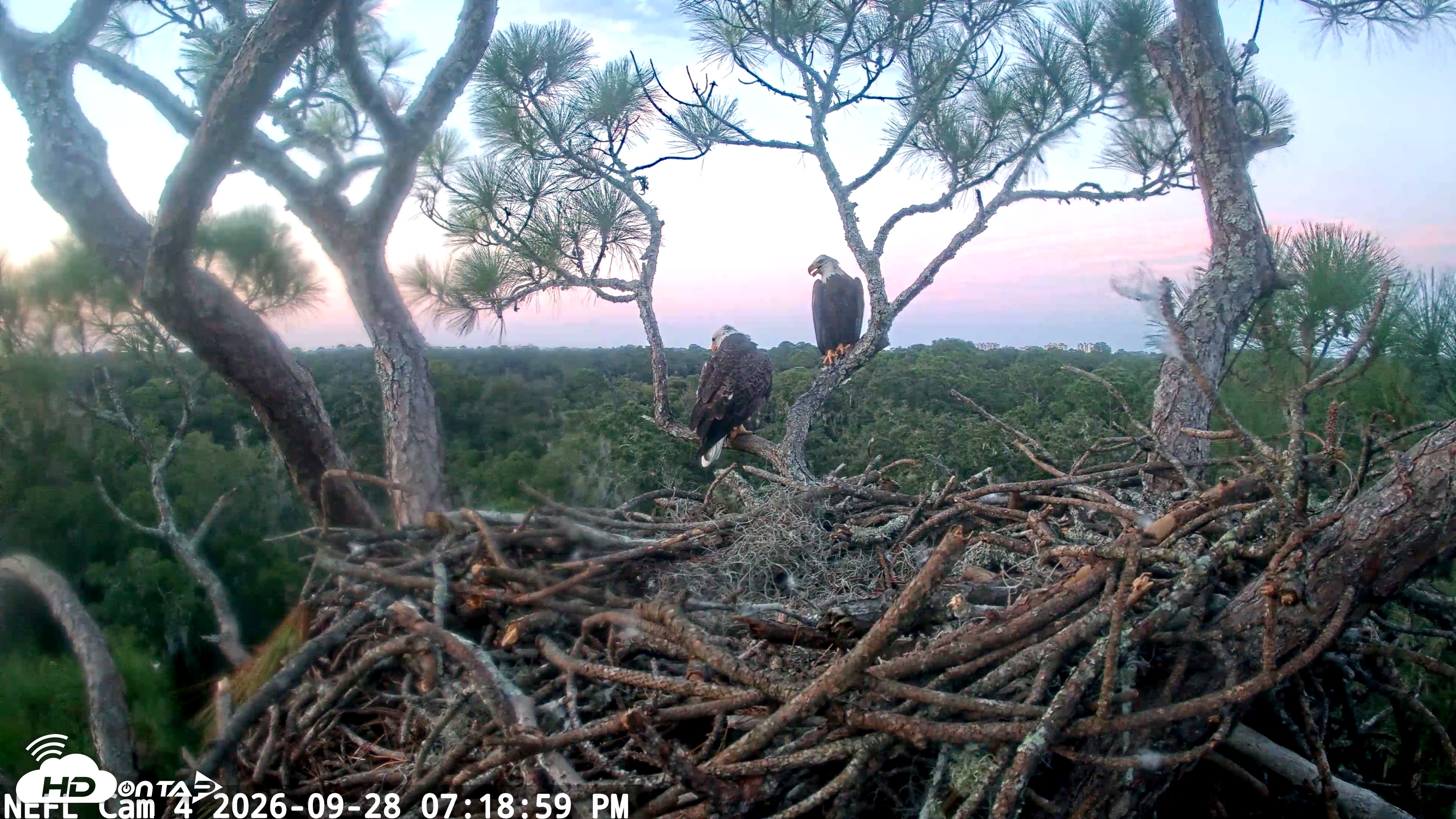 Snapshot of NE Florida Eagles Live Webcam taken Sep 28, 2026, 7:19pm EDT
