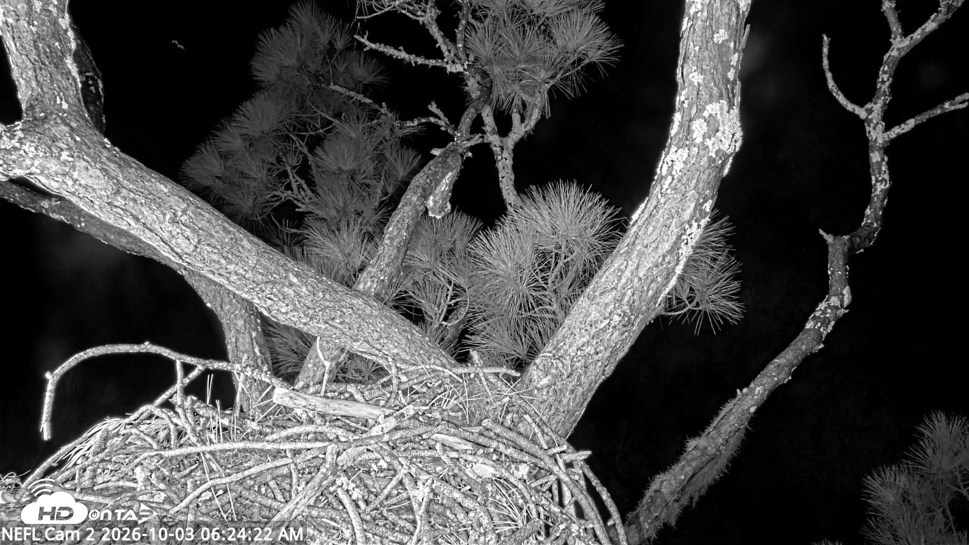 Snapshot of NE Florida Eagles Live Webcam taken Oct 3, 2026, 6:25am EDT