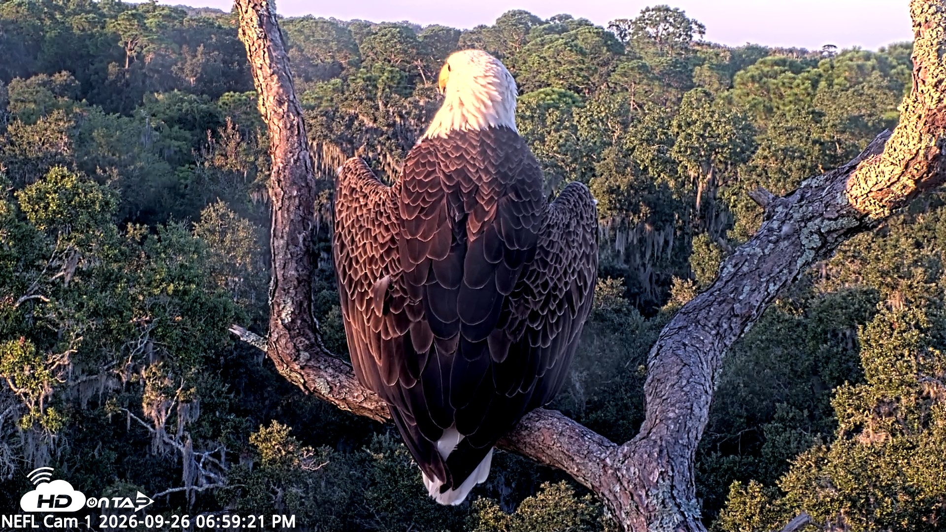 Snapshot of NE Florida Eagles Live Webcam taken Sep 26, 2026, 7:00pm EDT