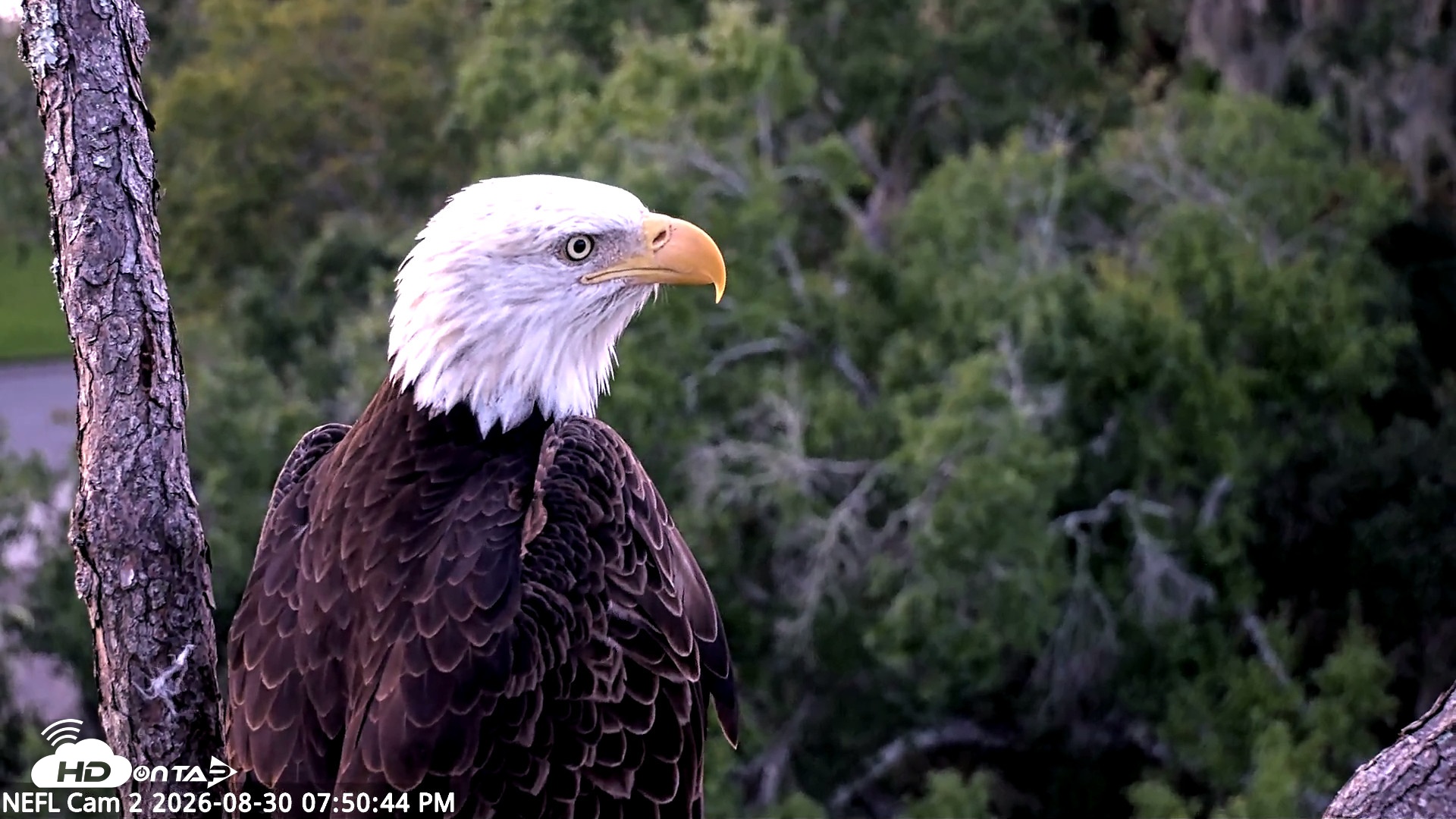 Snapshot of NE Florida Eagles Live Webcam taken Aug 30, 2026, 7:51pm EDT