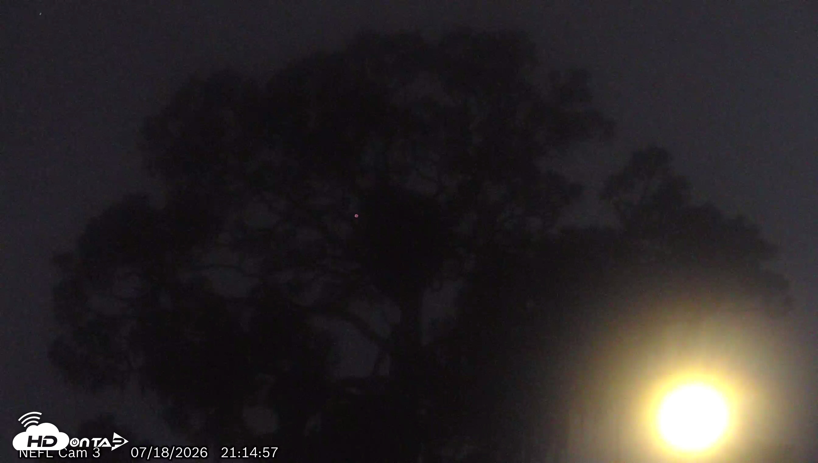 Snapshot of NE Florida Eagles Live Webcam taken Jul 18, 2026, 9:15pm EDT