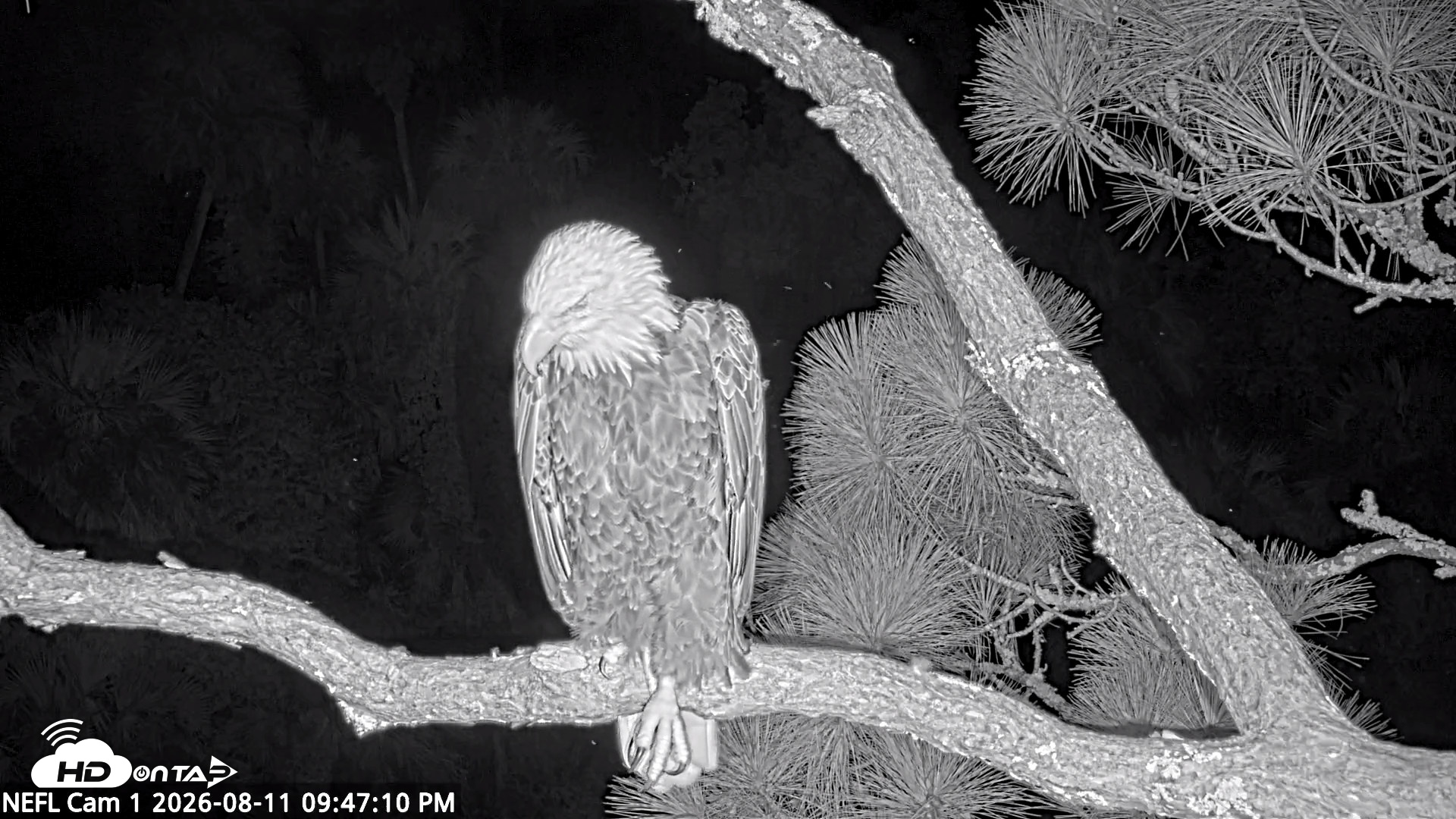 Snapshot of NE Florida Eagles Live Webcam taken Aug 11, 2026, 9:48pm EDT