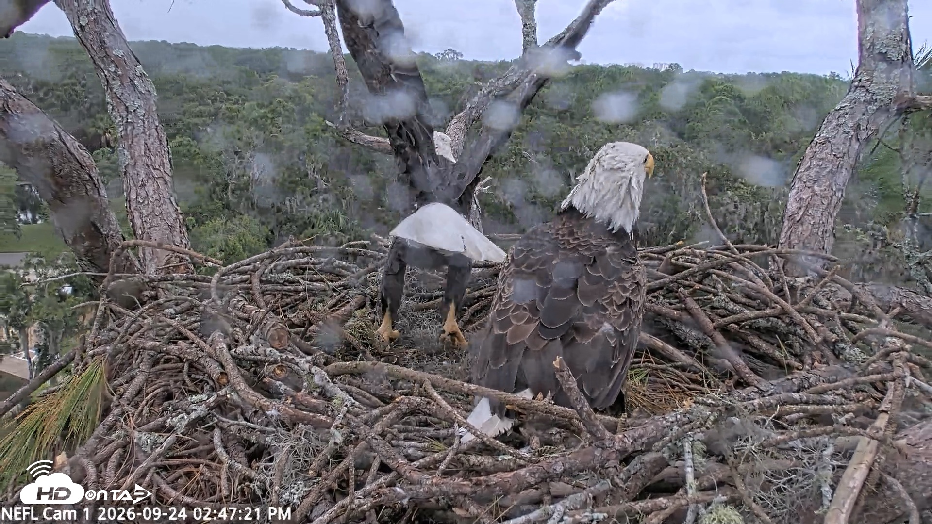 Snapshot of NE Florida Eagles Live Webcam taken Sep 24, 2026, 2:48pm EDT