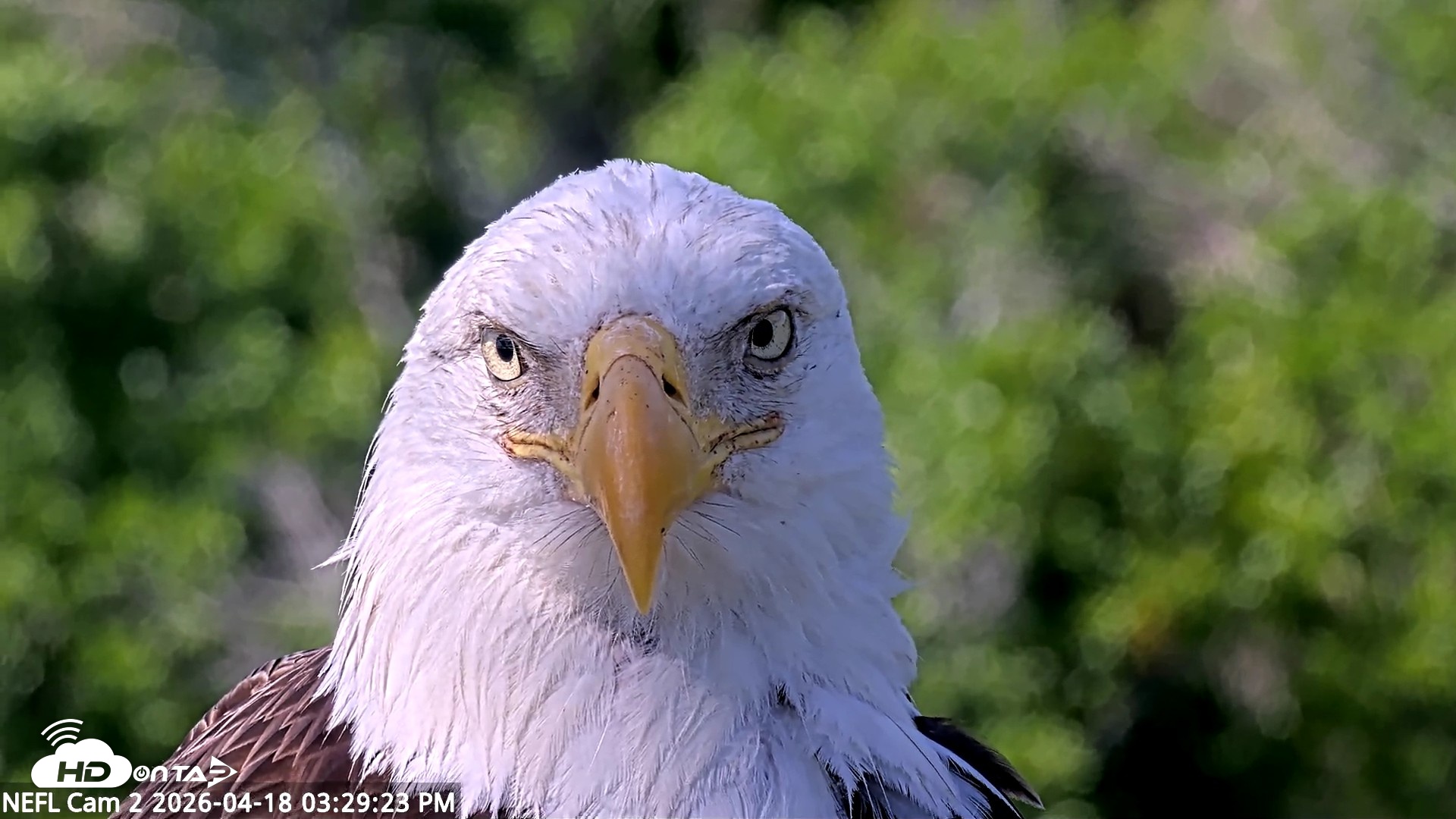 Snapshot of NE Florida Eagles Live Webcam taken Apr 18, 2026, 3:30pm EDT