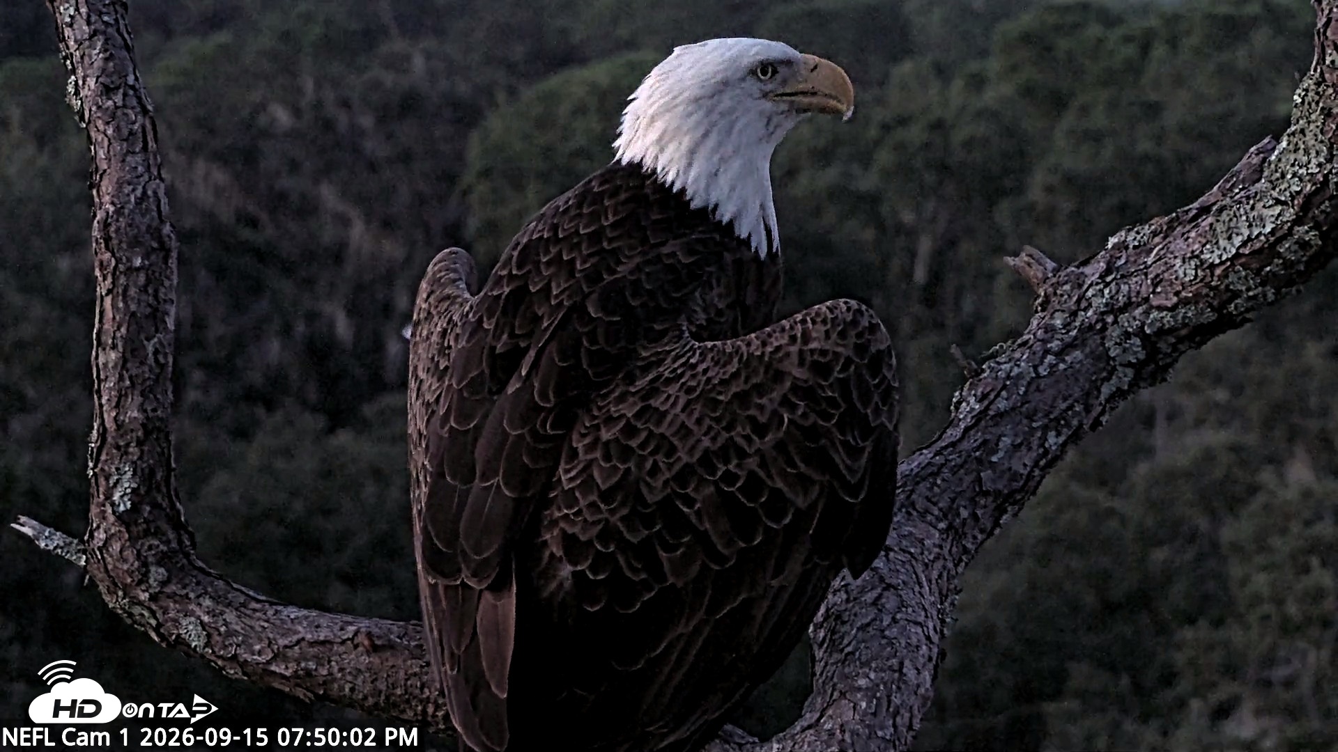 Snapshot of NE Florida Eagles Live Webcam taken Sep 15, 2026, 7:51pm EDT