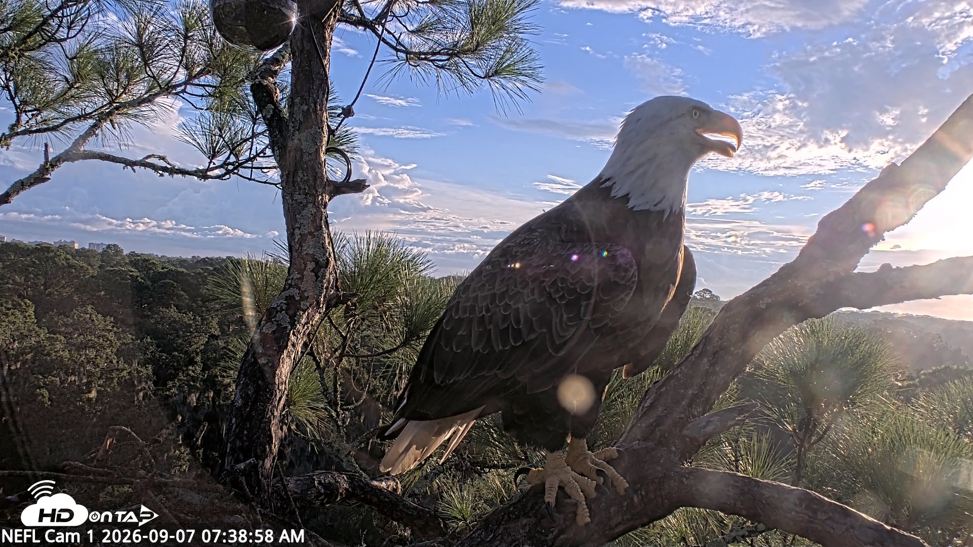 Snapshot of NE Florida Eagles Live Webcam taken Sep 7, 2026, 7:39am EDT