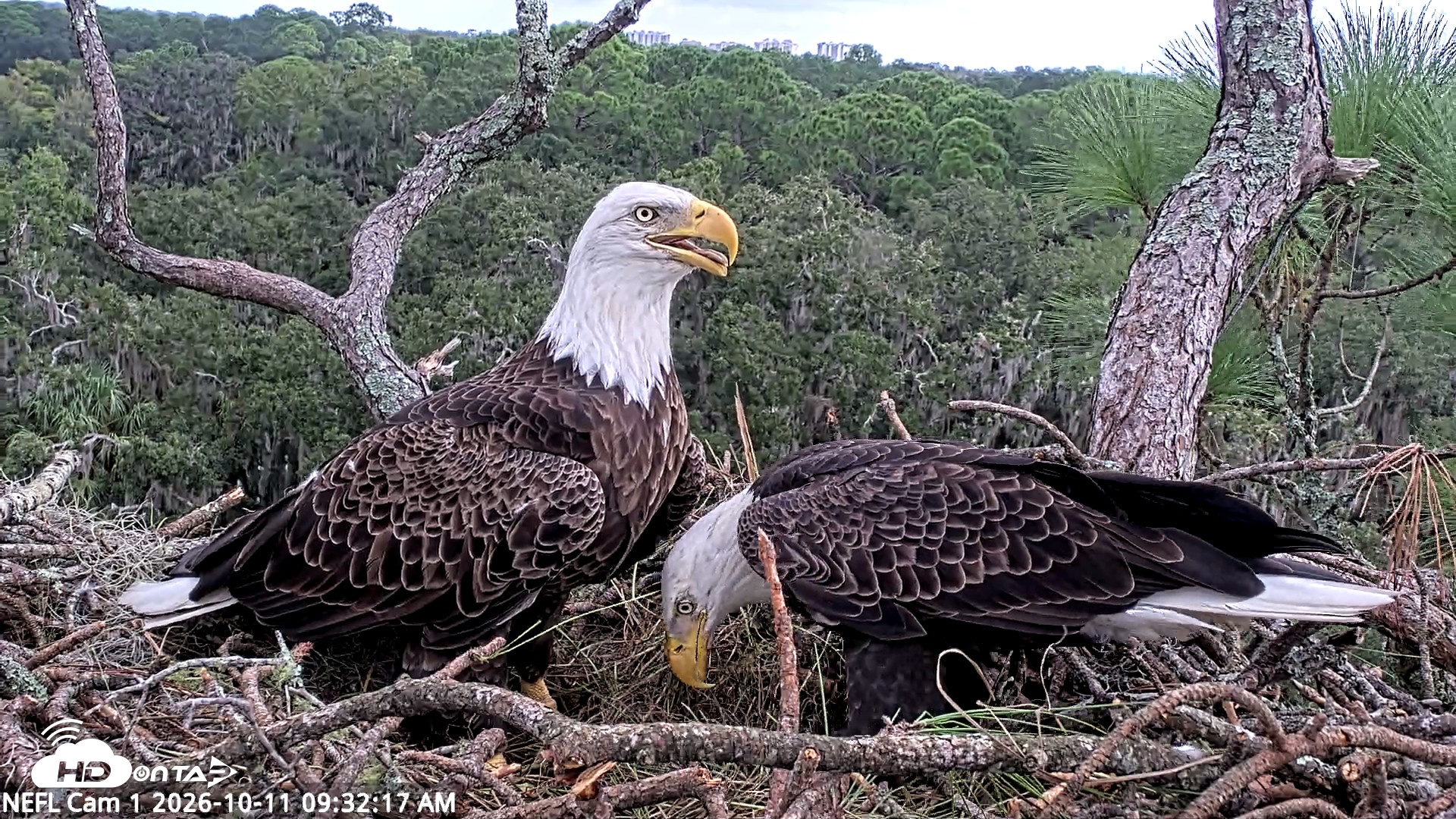Snapshot of NE Florida Eagles Live Webcam taken Oct 11, 2026, 9:33am EDT