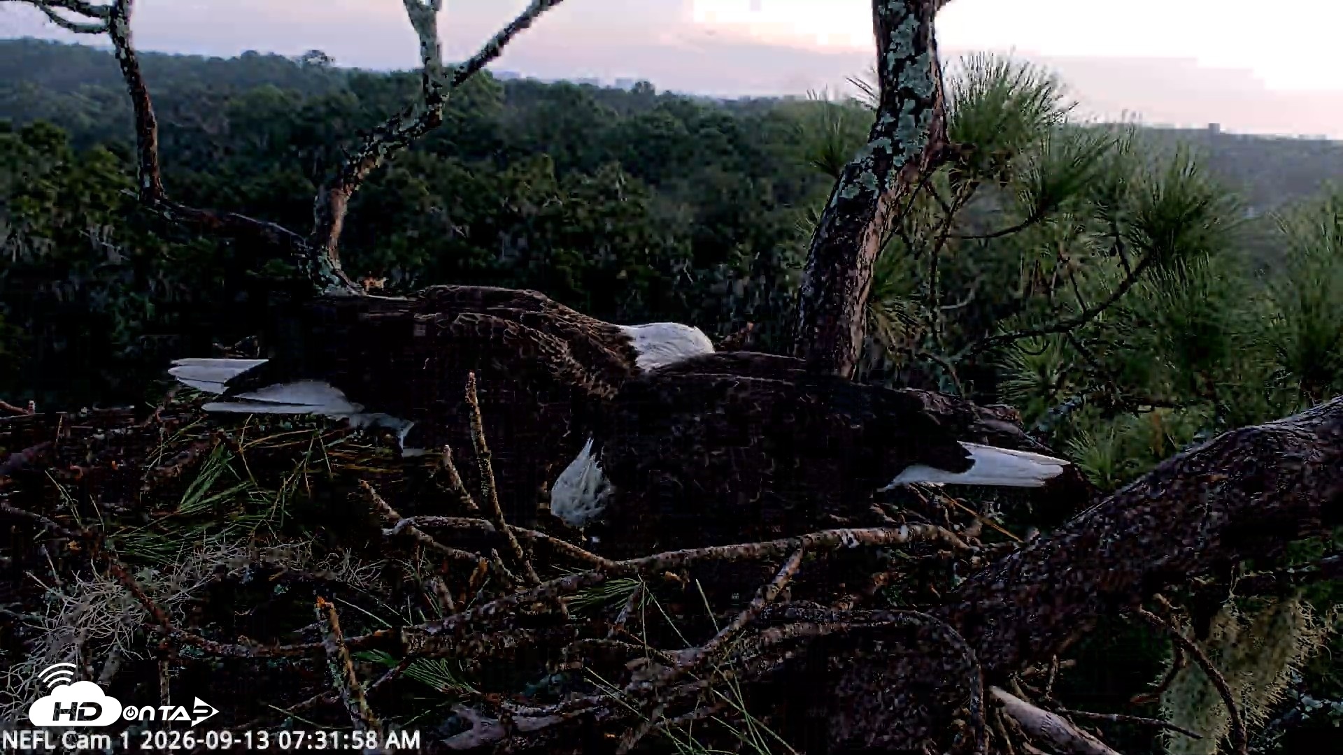 Snapshot of NE Florida Eagles Live Webcam taken Sep 13, 2026, 7:33am EDT