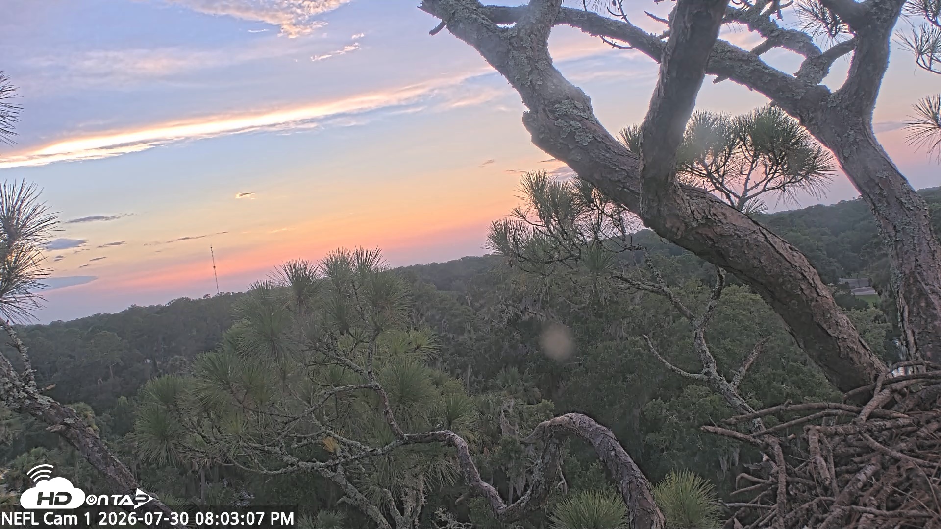 Snapshot of NE Florida Eagles Live Webcam taken Jul 30, 2026, 8:04pm EDT