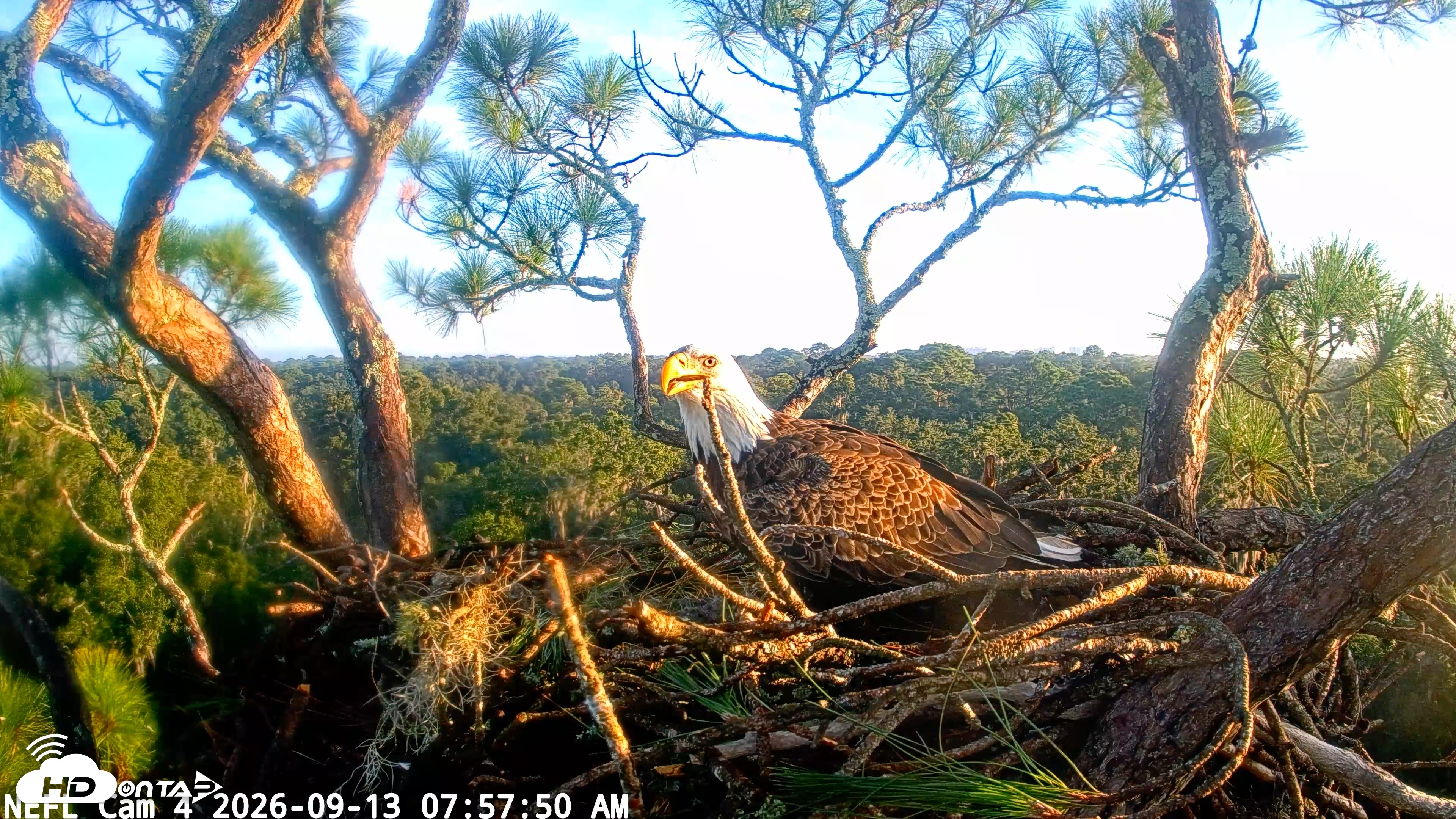 Snapshot of NE Florida Eagles Live Webcam taken Sep 13, 2026, 7:59am EDT