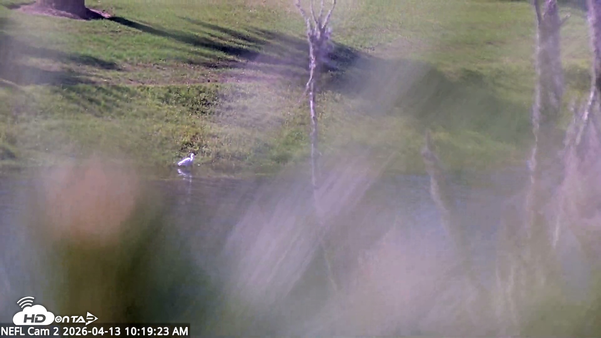 Snapshot of NE Florida Eagles Live Webcam taken Apr 13, 2026, 10:20am EDT