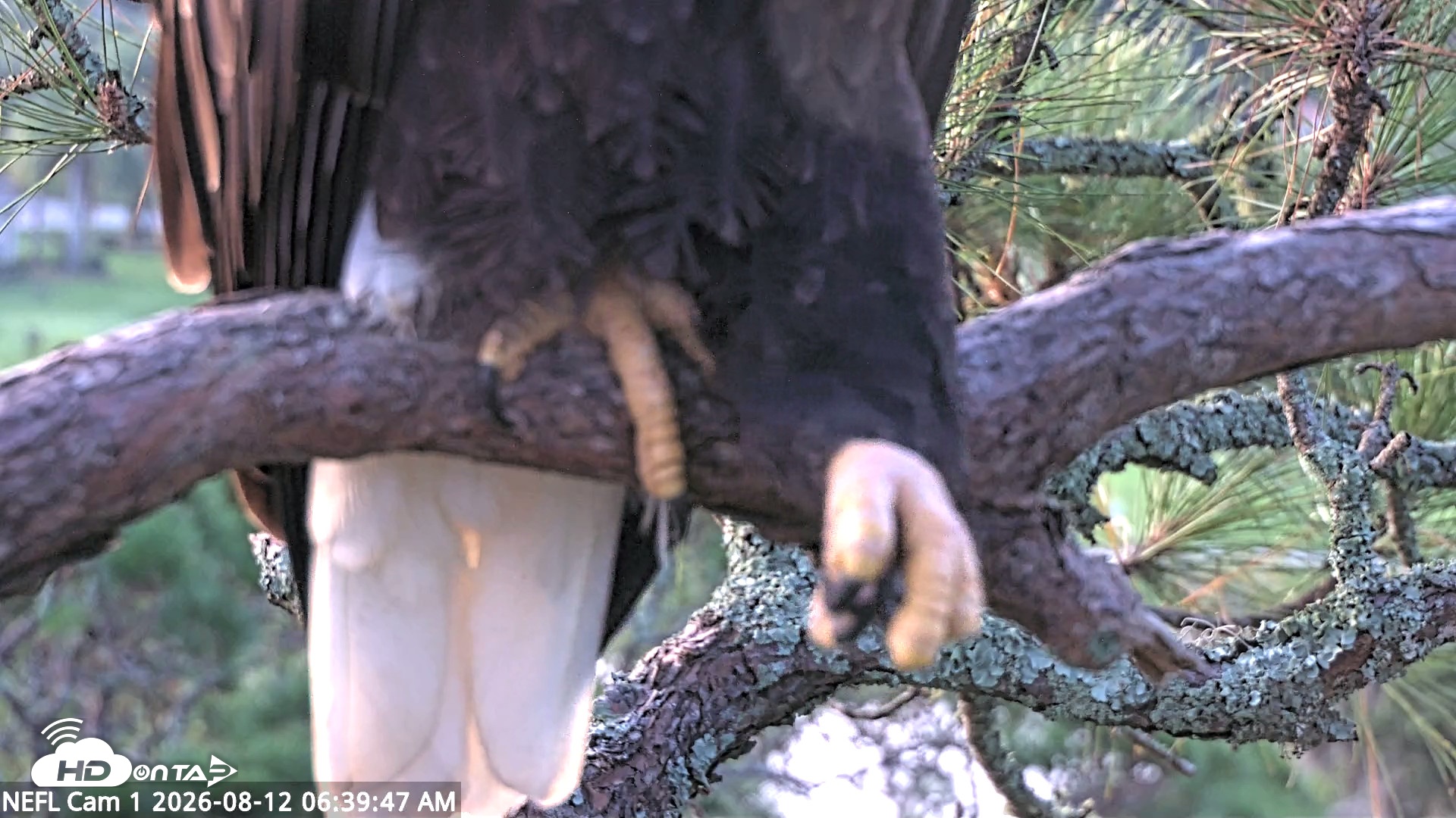 Snapshot of NE Florida Eagles Live Webcam taken Aug 12, 2026, 6:40am EDT