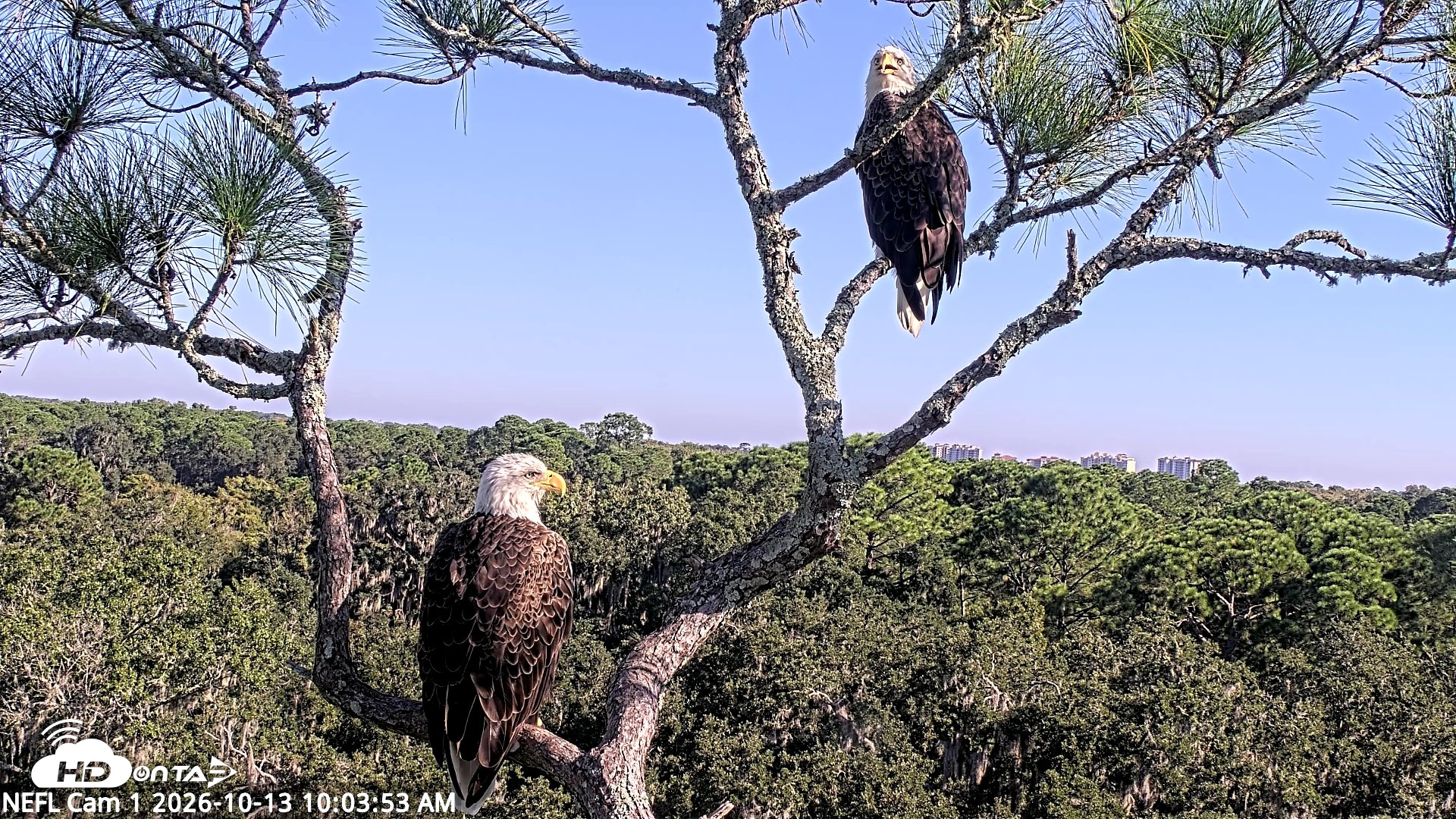 Snapshot of NE Florida Eagles Live Webcam taken Oct 13, 2026, 10:05am EDT