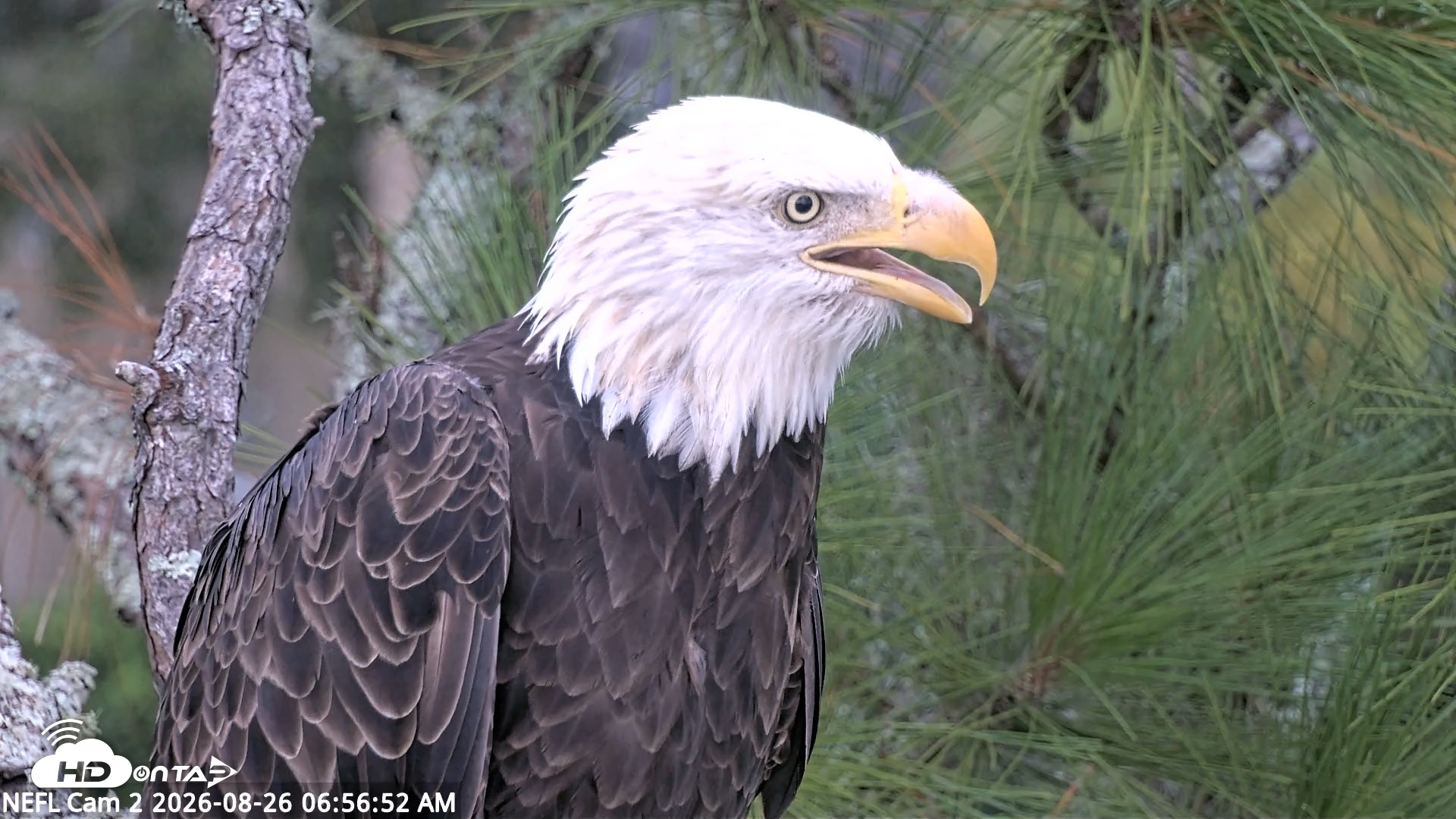 Snapshot of NE Florida Eagles Live Webcam taken Aug 26, 2026, 7:00am EDT
