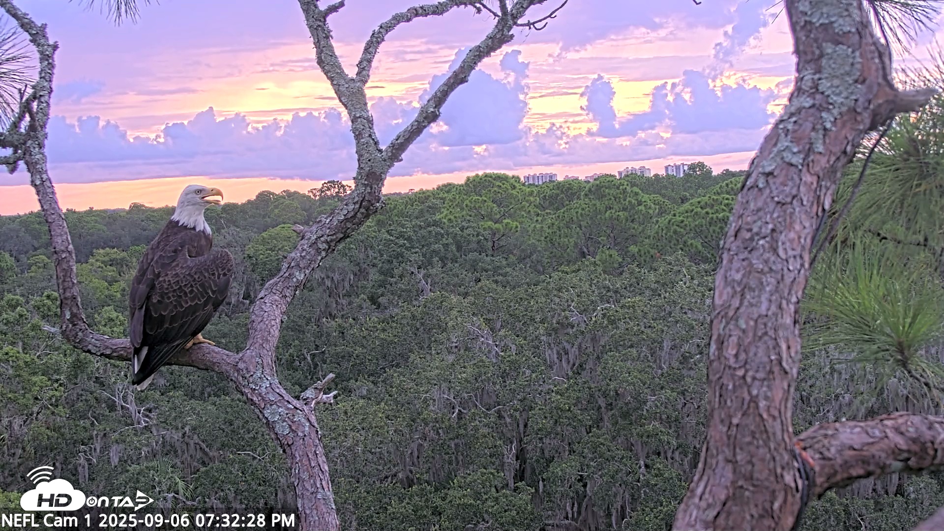 Snapshot of NE Florida Eagles Live Webcam taken Sep 6, 2025, 7:33pm EDT