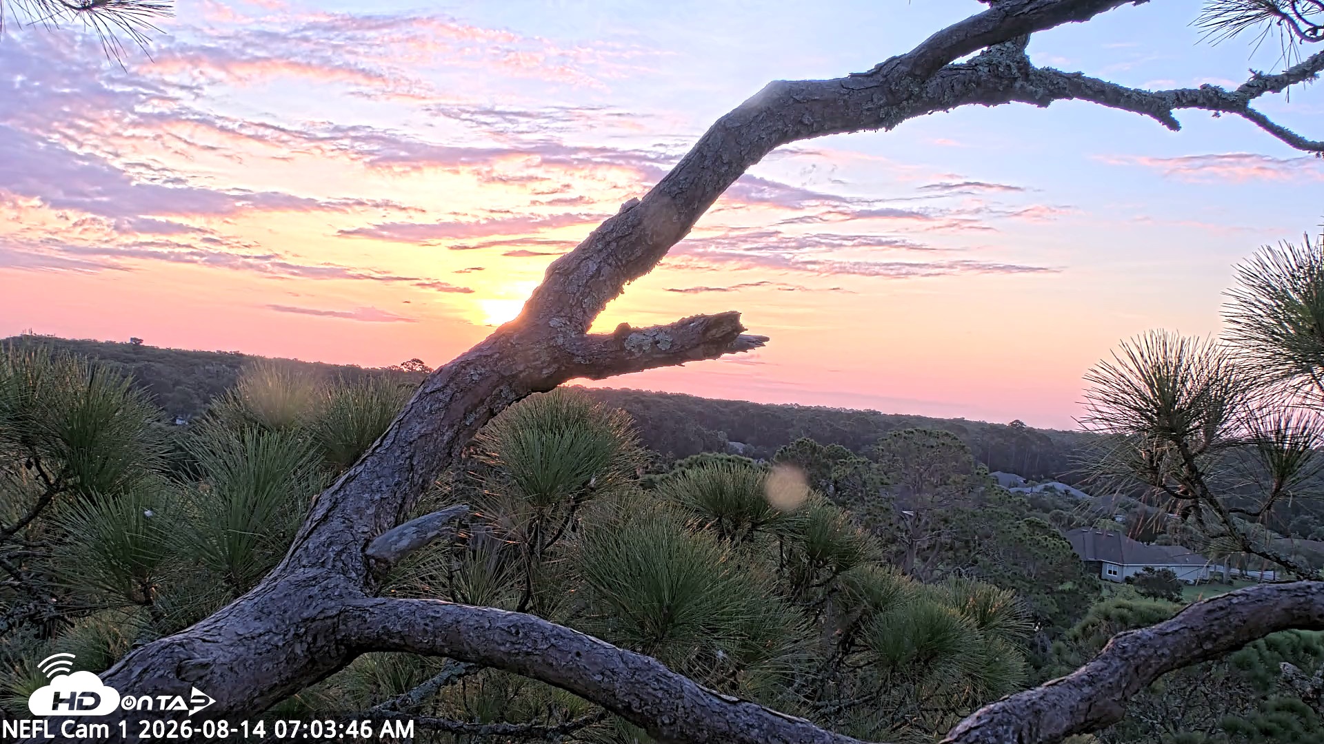 Snapshot of NE Florida Eagles Live Webcam taken Aug 14, 2026, 7:04am EDT