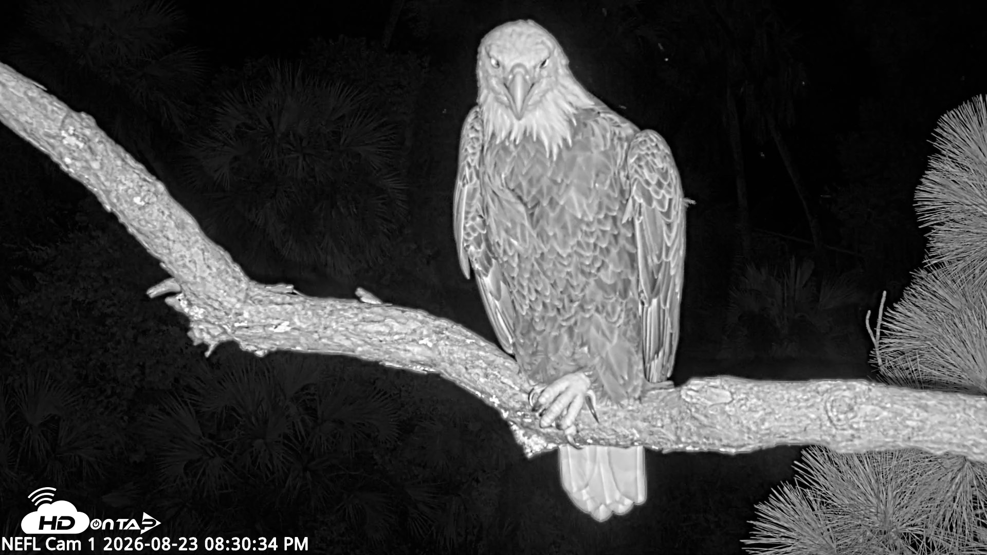 Snapshot of NE Florida Eagles Live Webcam taken Aug 23, 2026, 8:31pm EDT