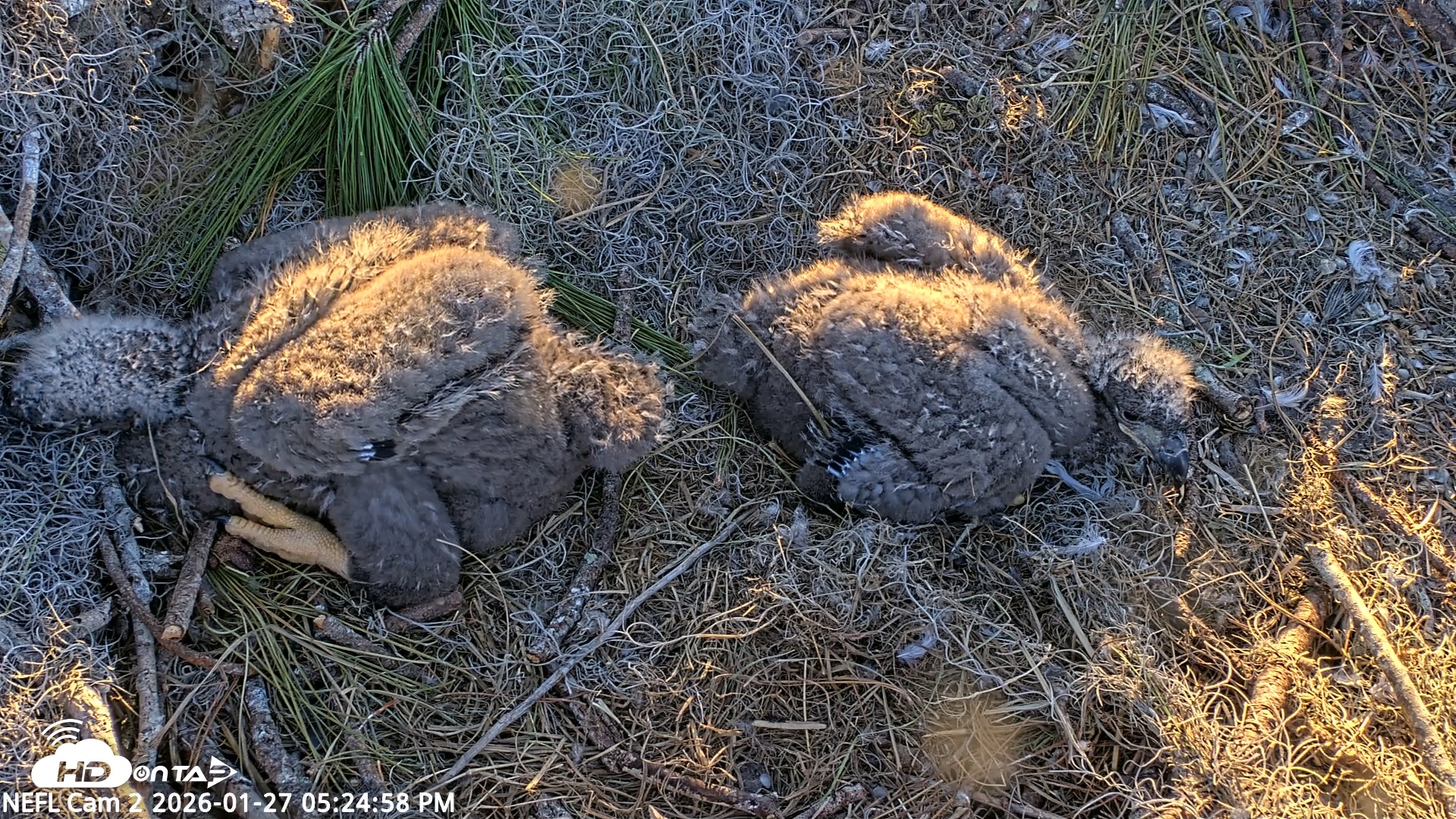 Snapshot of NE Florida Eagles Live Webcam taken Jan 27, 2026, 5:25pm EST