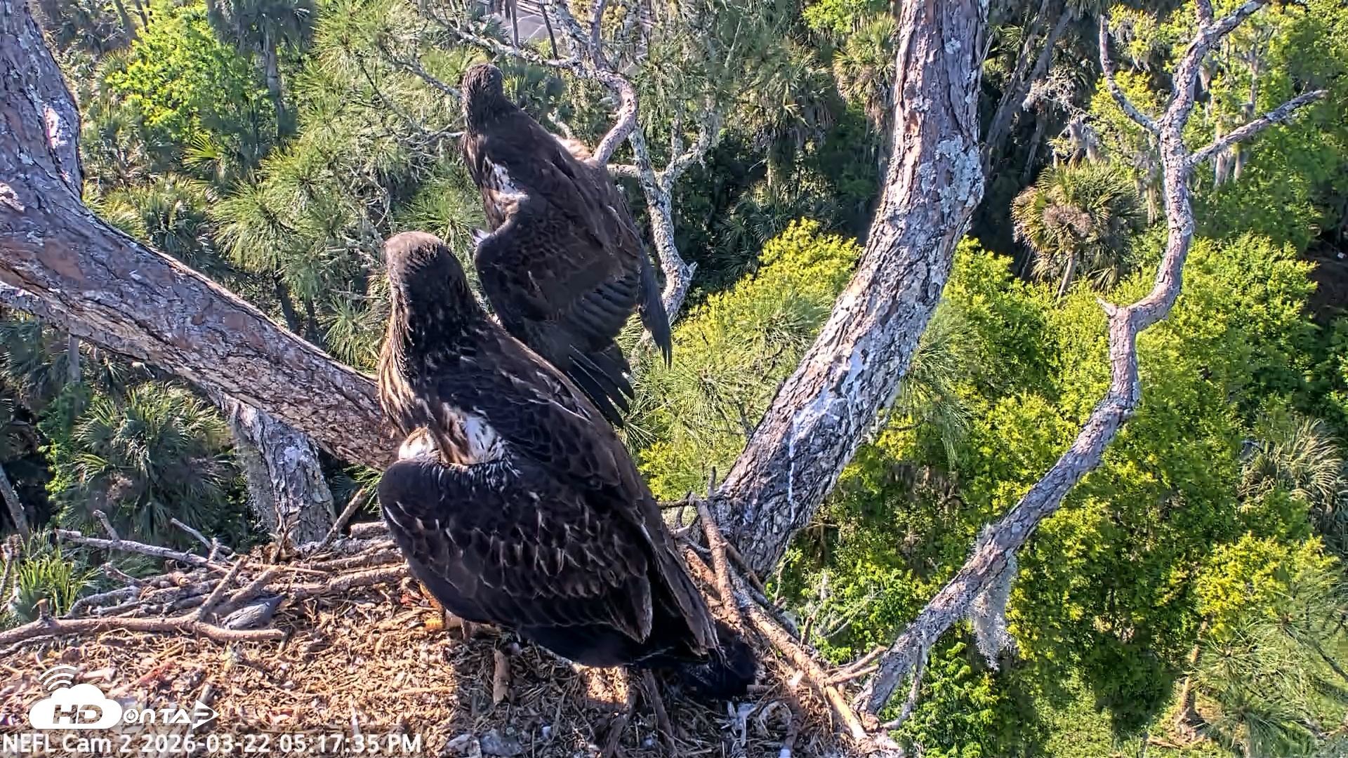 Snapshot of NE Florida Eagles Live Webcam taken Mar 22, 2026, 5:18pm EDT