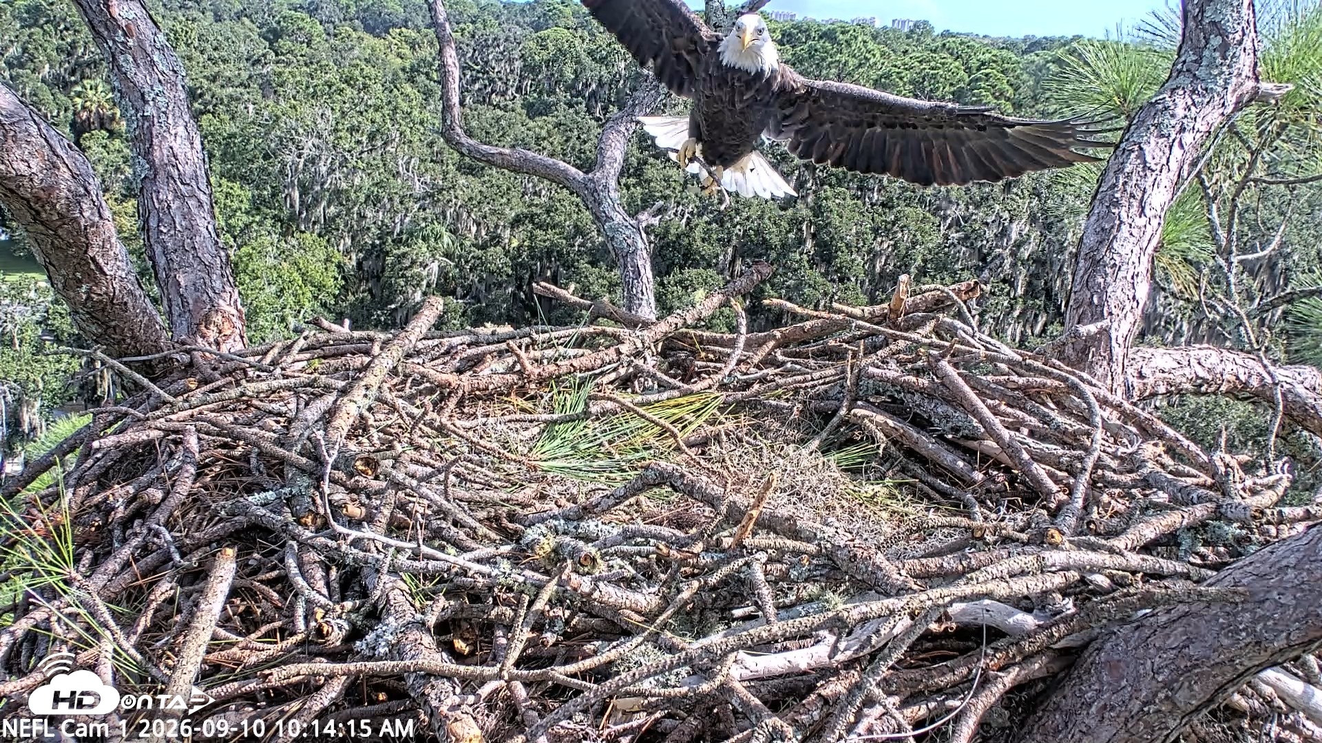 Snapshot of NE Florida Eagles Live Webcam taken Sep 10, 2026, 10:15am EDT