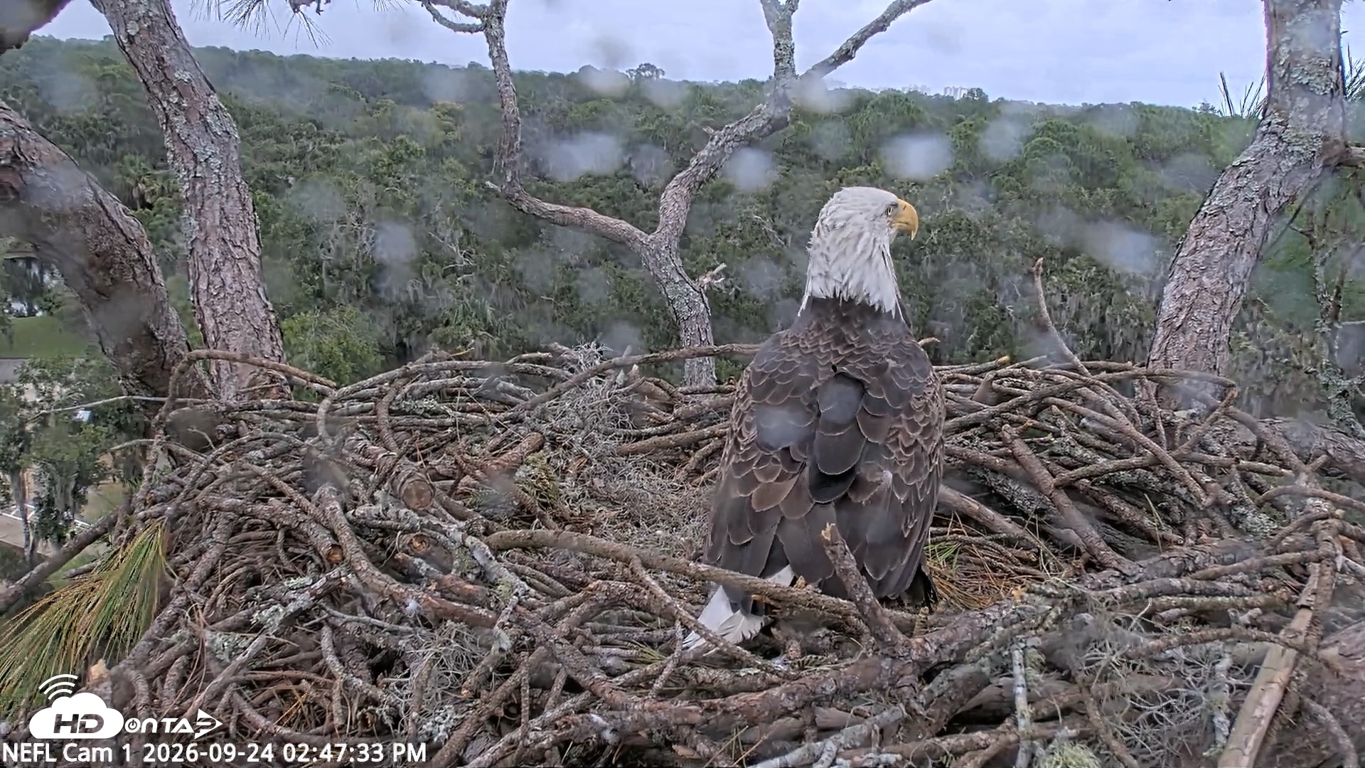 Snapshot of NE Florida Eagles Live Webcam taken Sep 24, 2026, 2:48pm EDT