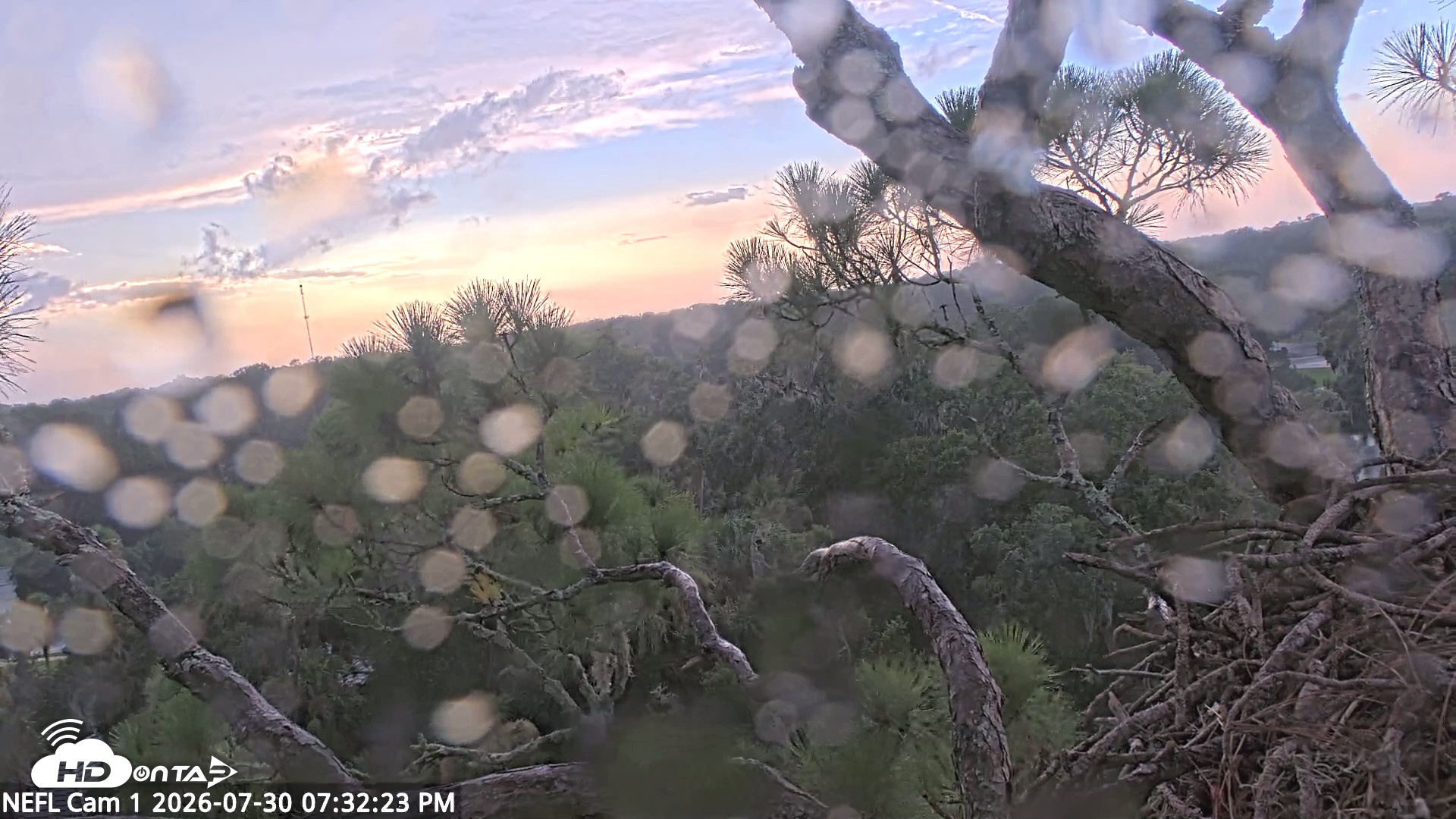 Snapshot of NE Florida Eagles Live Webcam taken Jul 30, 2026, 7:33pm EDT