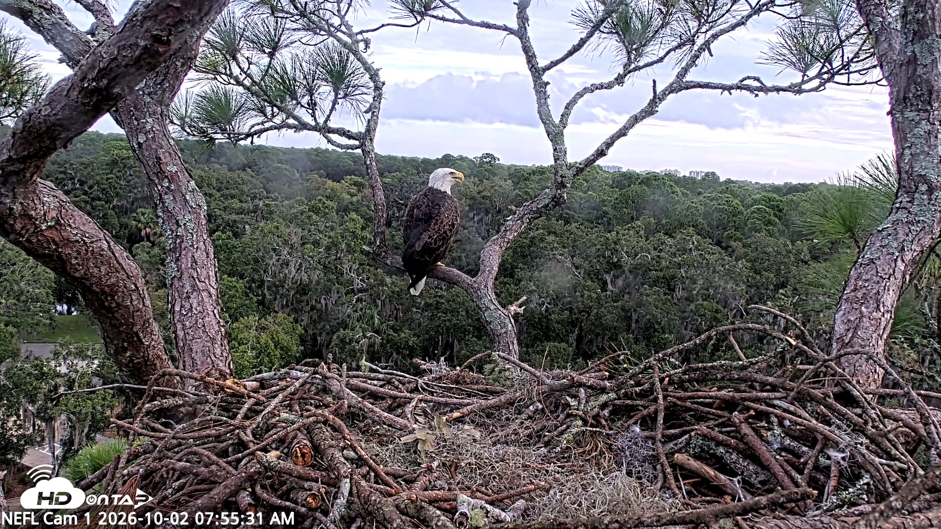 Snapshot of NE Florida Eagles Live Webcam taken Oct 2, 2026, 7:56am EDT