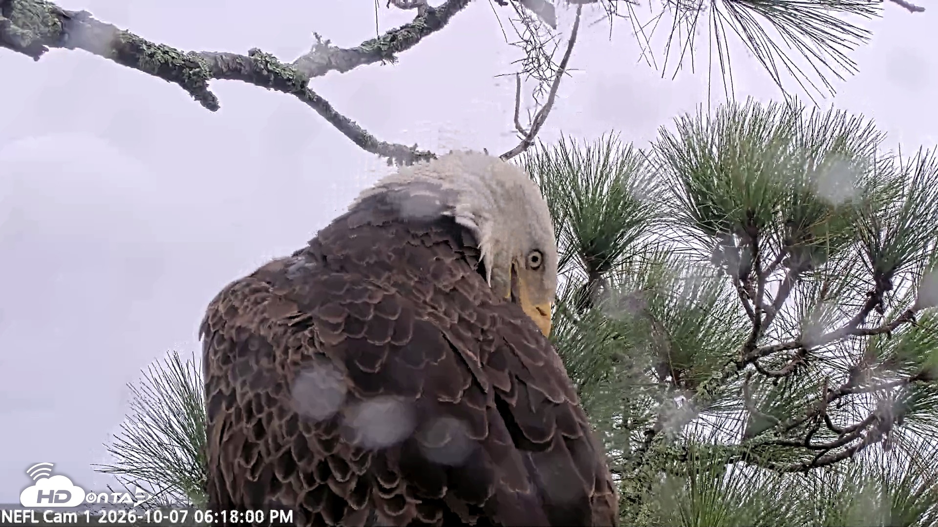 Snapshot of NE Florida Eagles Live Webcam taken Oct 7, 2026, 6:18pm EDT