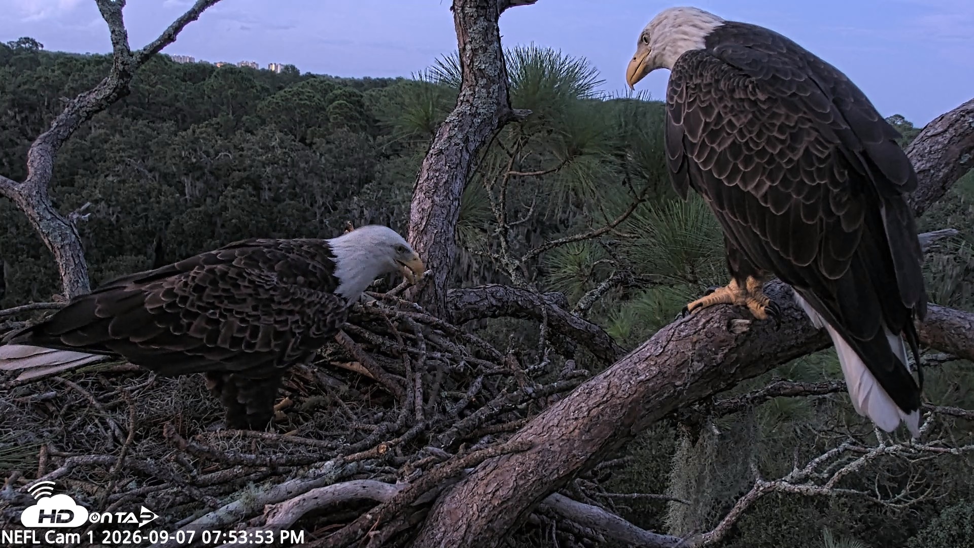 Snapshot of NE Florida Eagles Live Webcam taken Sep 7, 2026, 7:54pm EDT