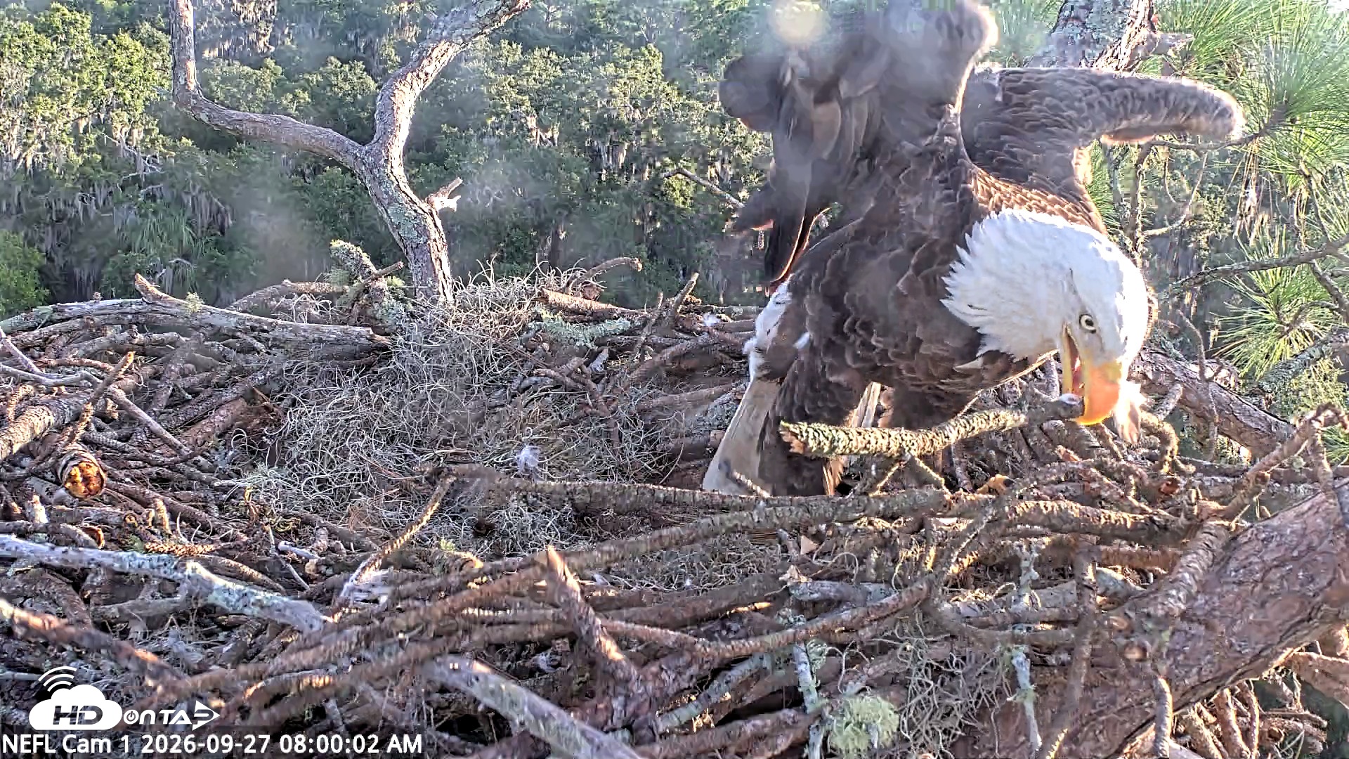 Snapshot of NE Florida Eagles Live Webcam taken Sep 27, 2026, 8:01am EDT